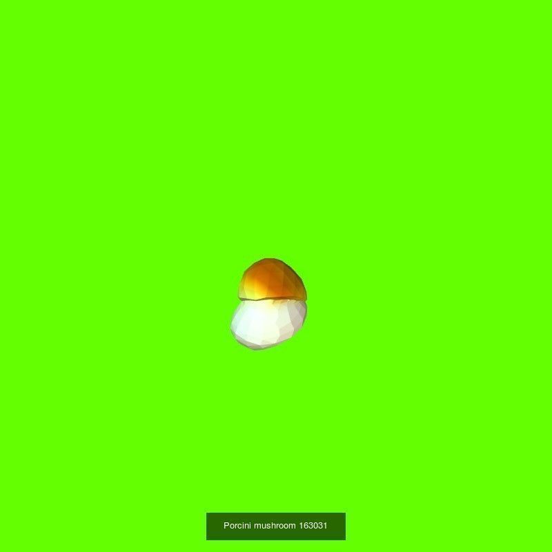 Porcini mushrooms collection _14