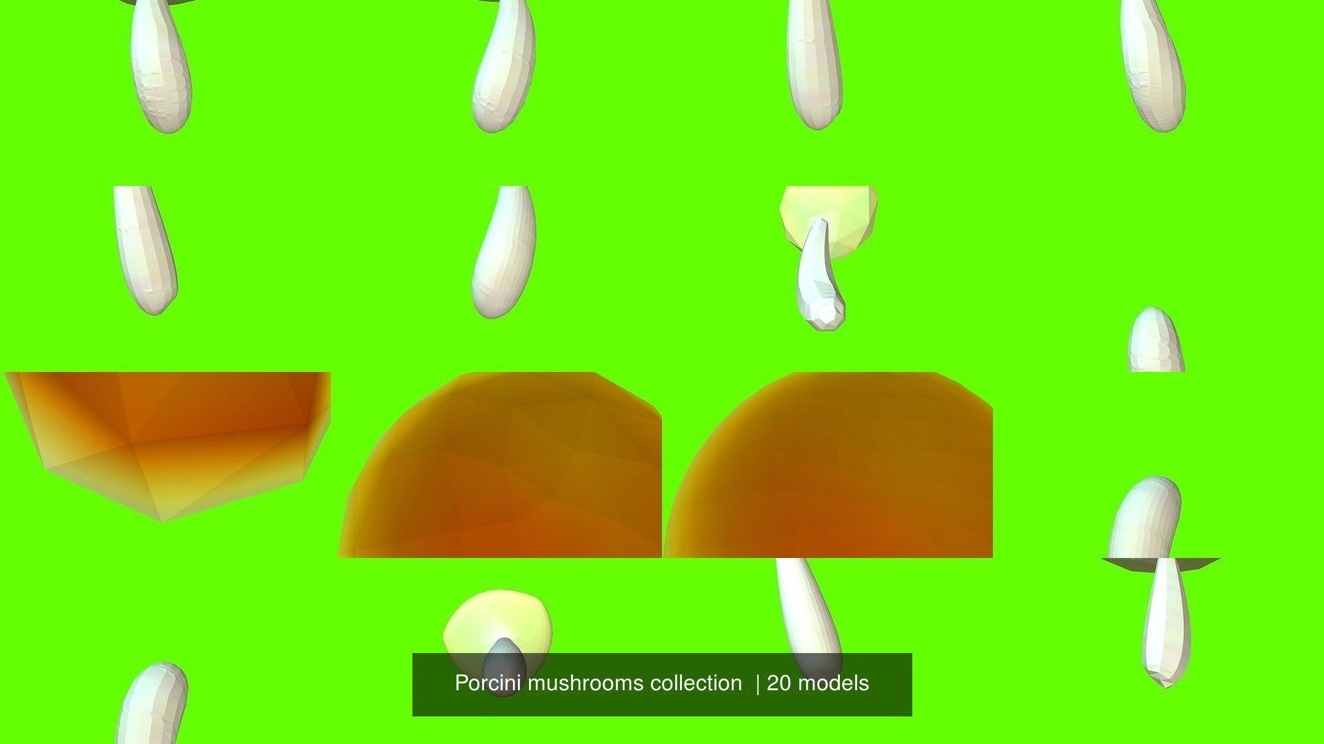 Porcini mushrooms collection _2