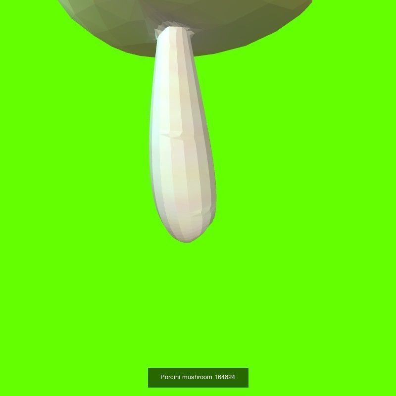 Porcini mushrooms collection _21