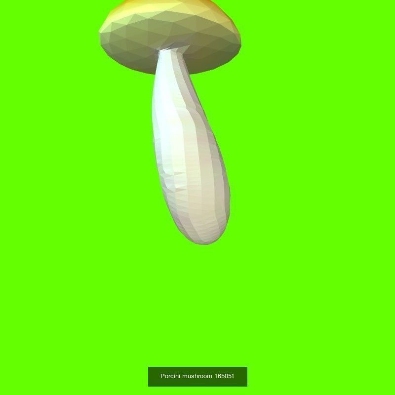 Porcini mushrooms collection _22