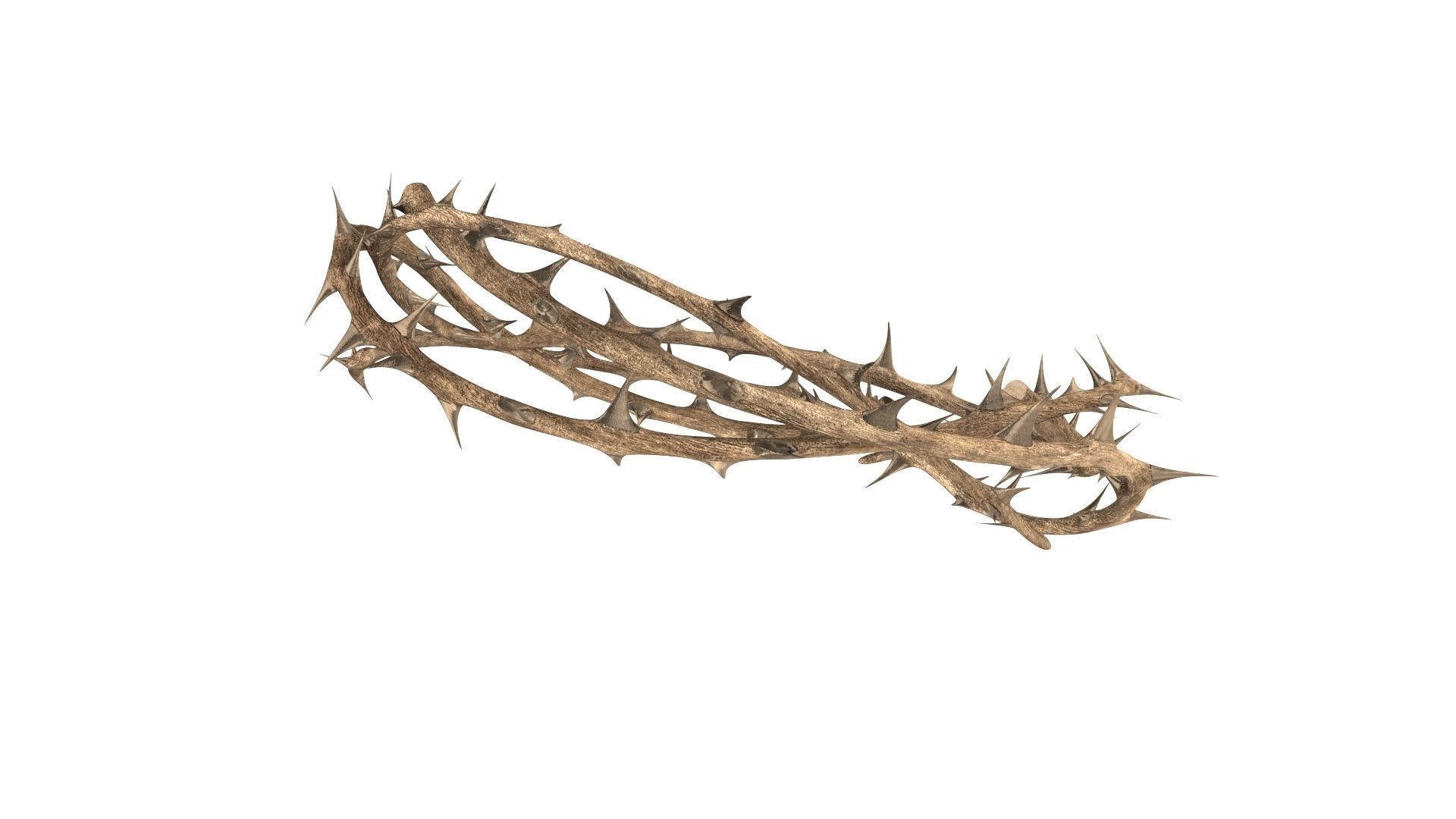 Crown thorn 3D model_7