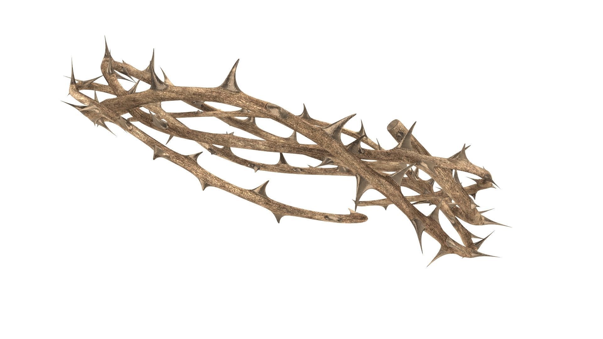 Crown thorn 3D model_4