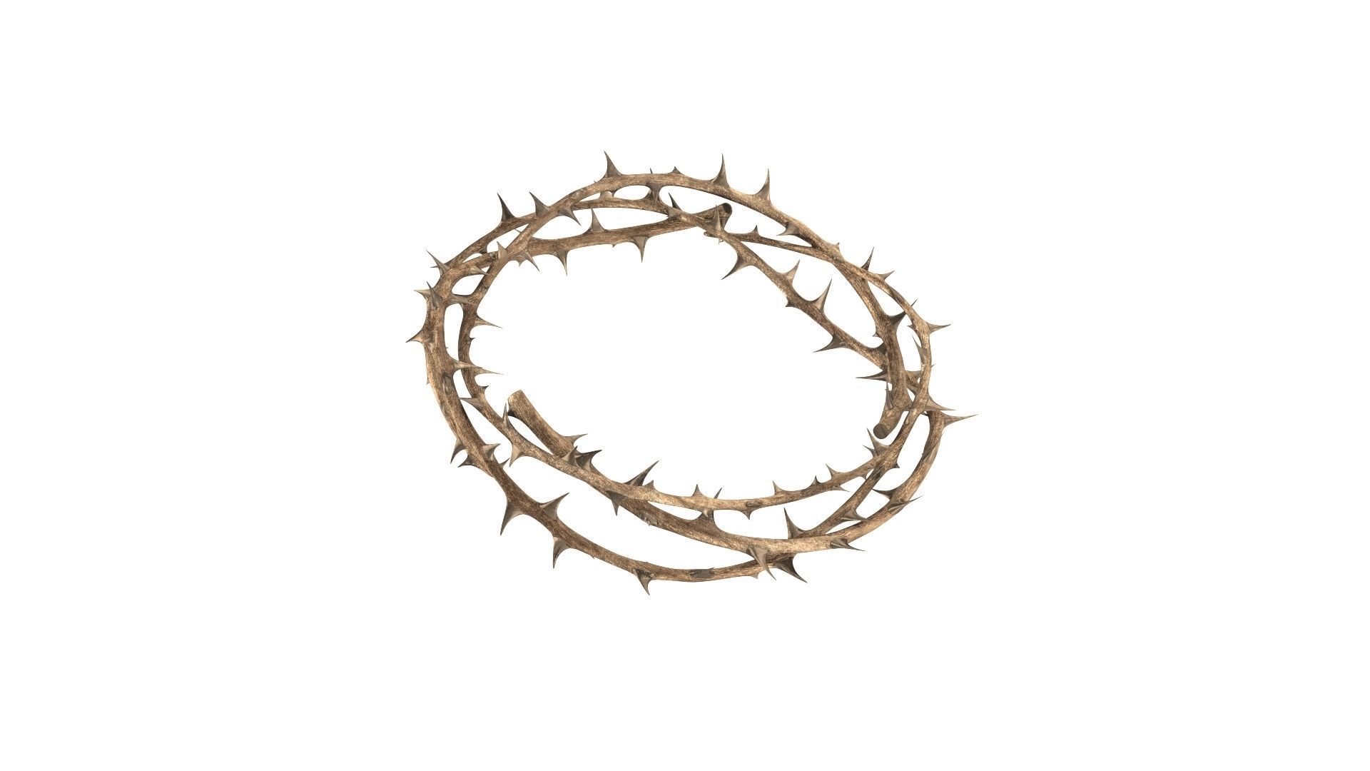 Crown thorn 3D model_9