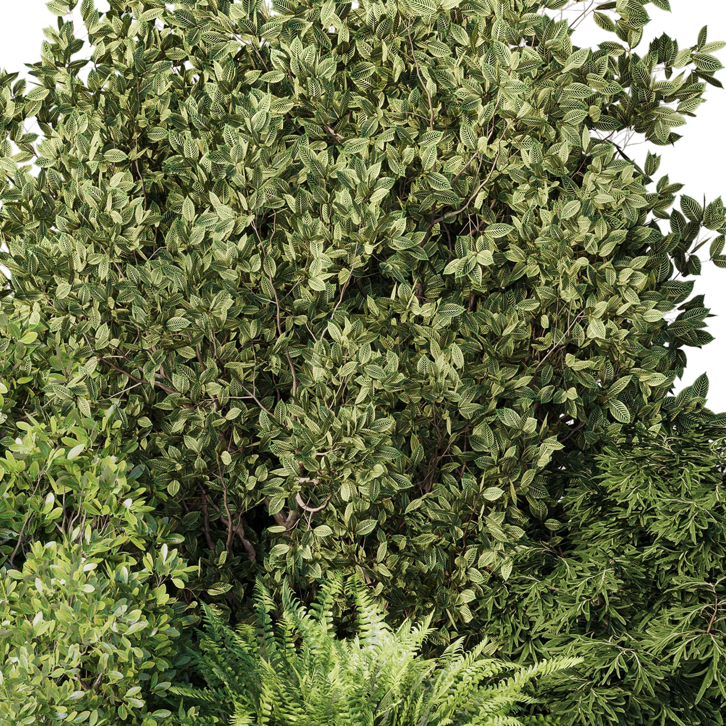 Collection mixed plants bush set 01  3D model_3