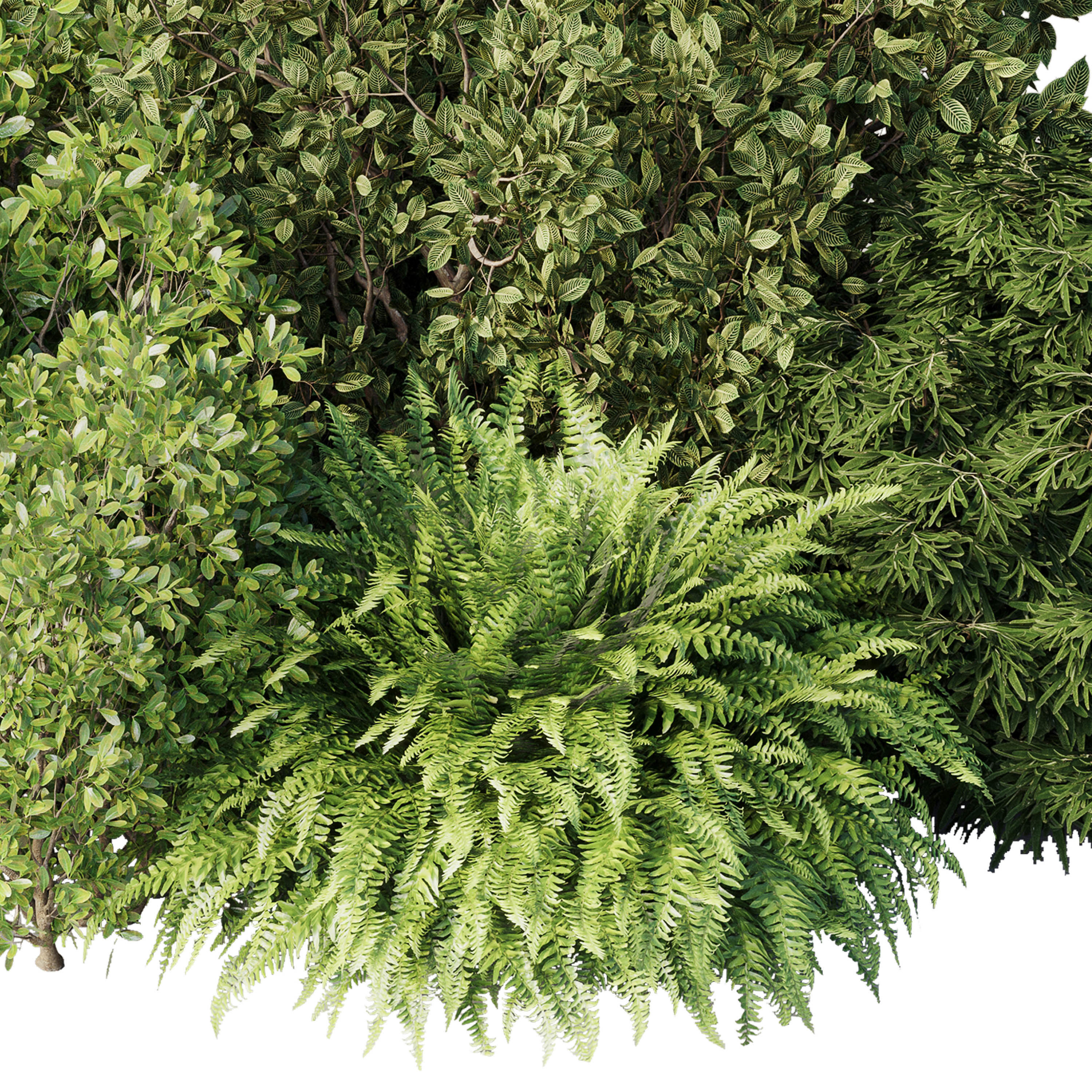 Collection mixed plants bush set 01  3D model_2