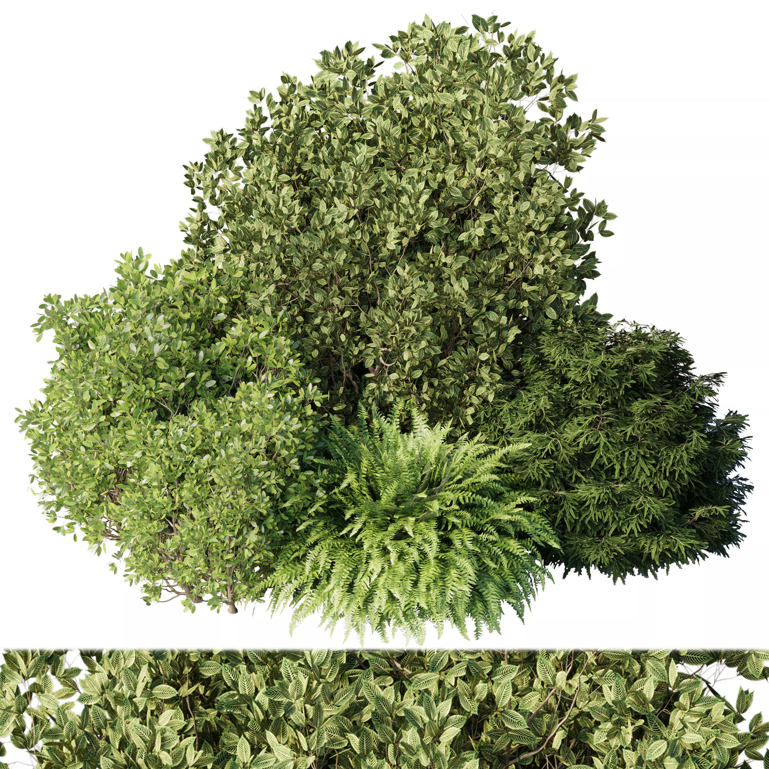 Collection mixed plants bush set 01  3D model_0
