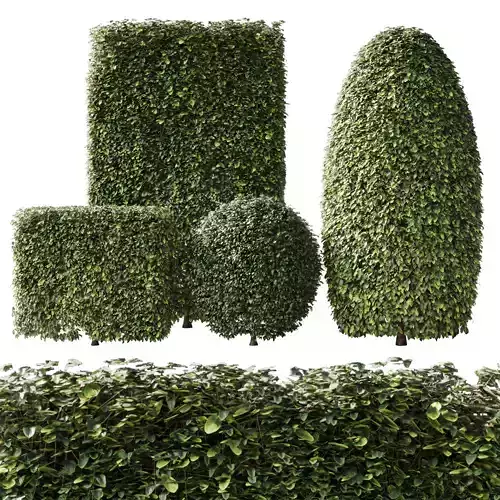 Bush Collection Shrubs cube oval circle  rectangle