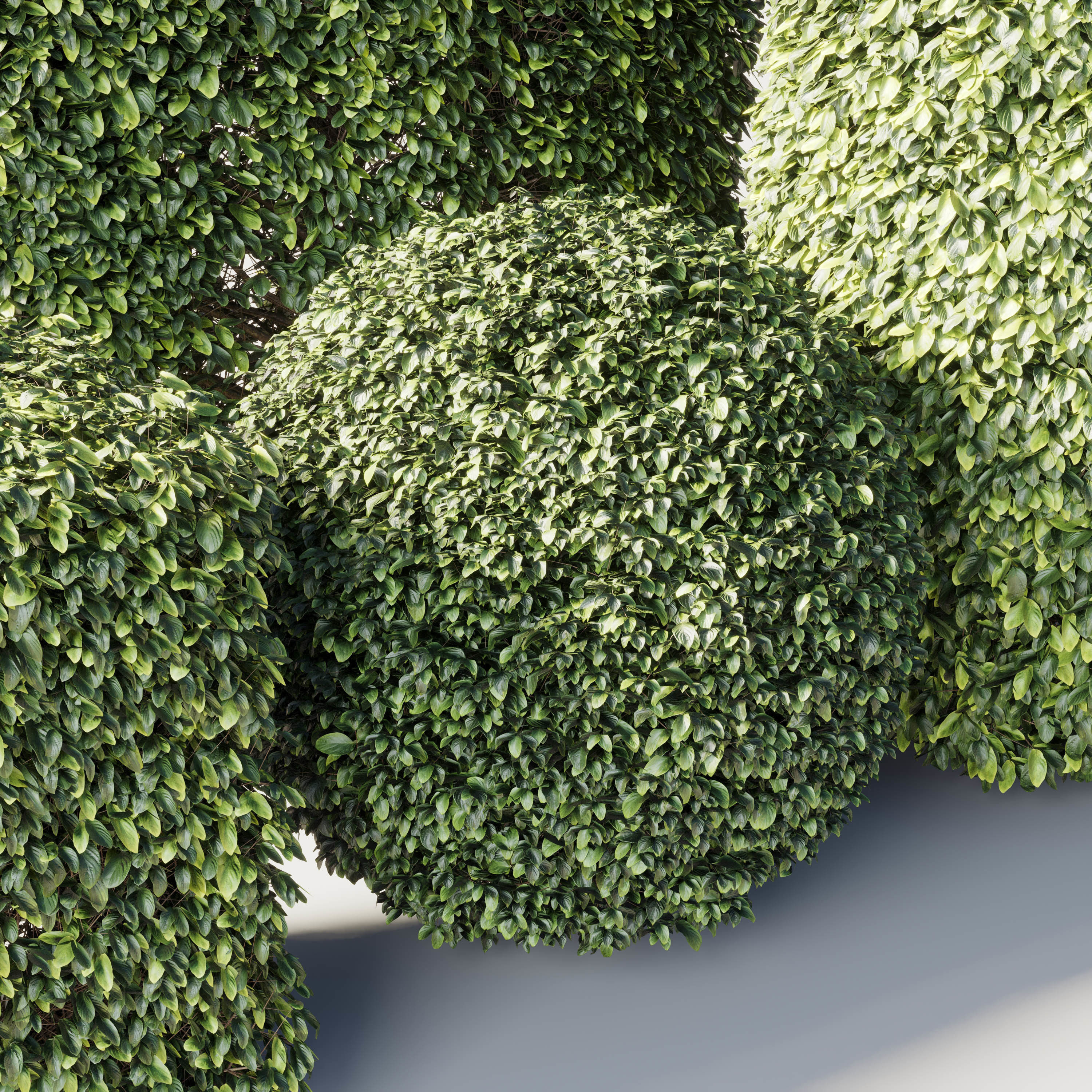 Bush Collection Shrubs cube oval circle  rectangle 3D model_3