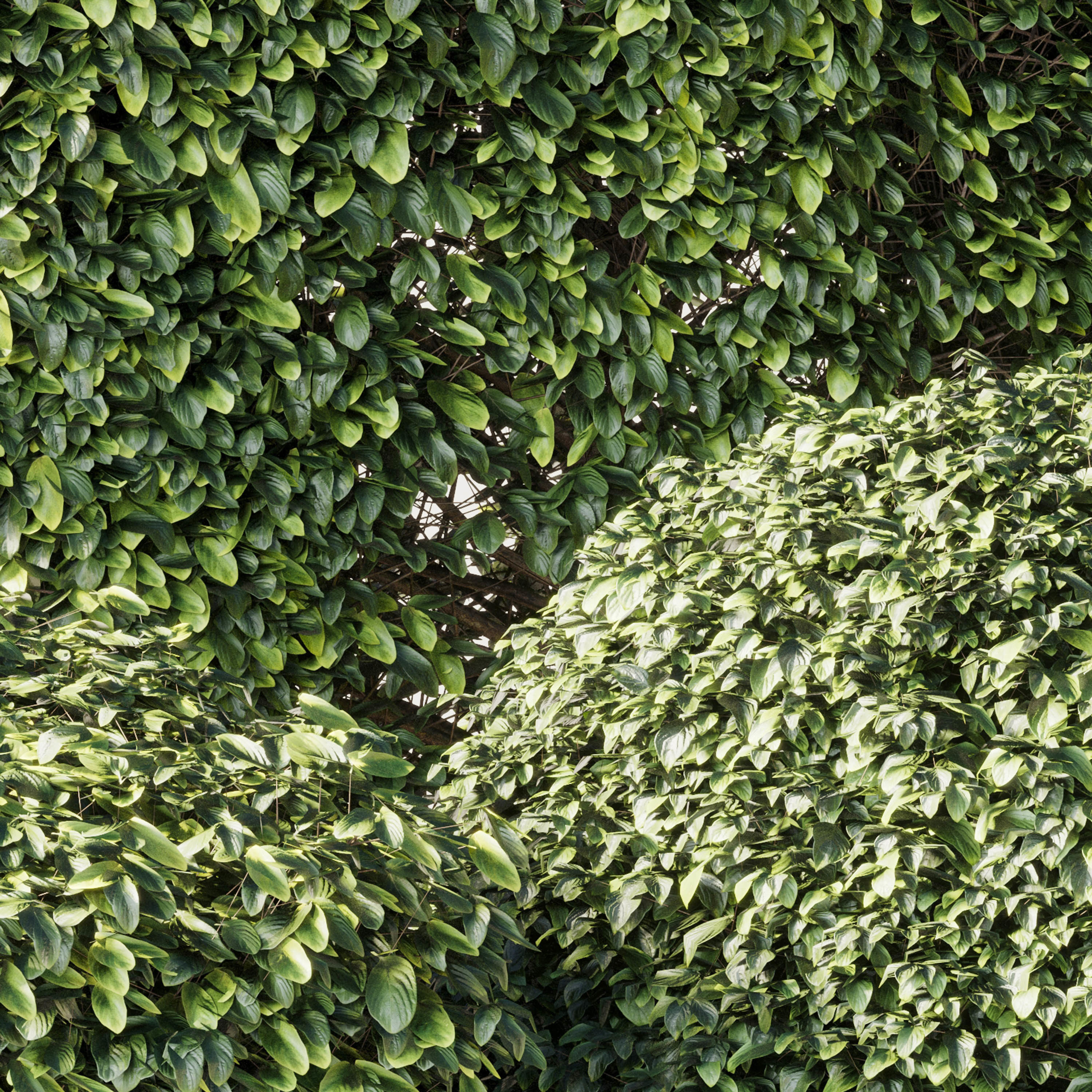 Bush Collection Shrubs cube oval circle  rectangle 3D model_4