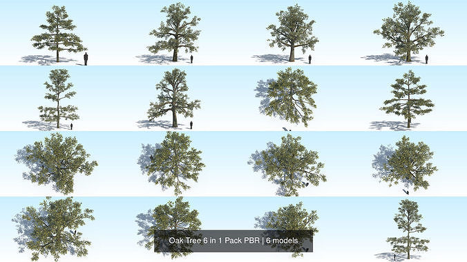Oak Tree 6 in 1 Pack PBR 3D Model Collection