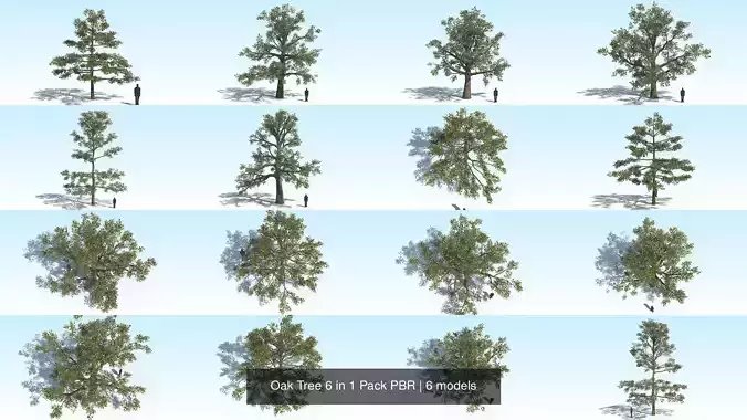 Oak Tree 6 in 1 Pack PBR 3D Model Collection