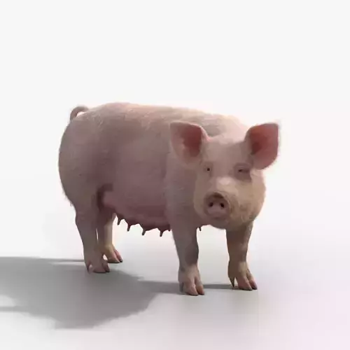 Female Pig with 5 Animations  VFX Grace 3D model