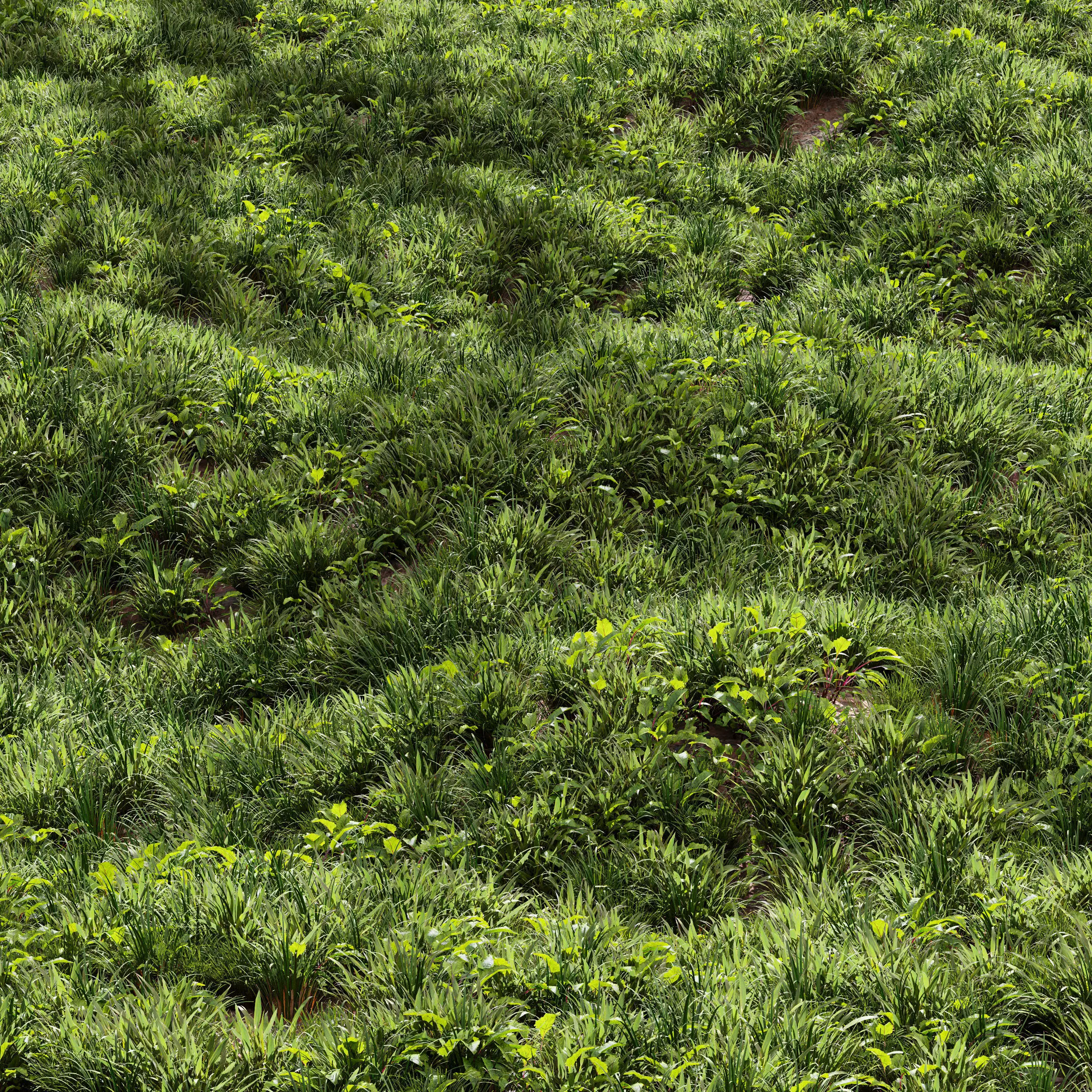 Meadow Lawn Grassland Set 007 3D model