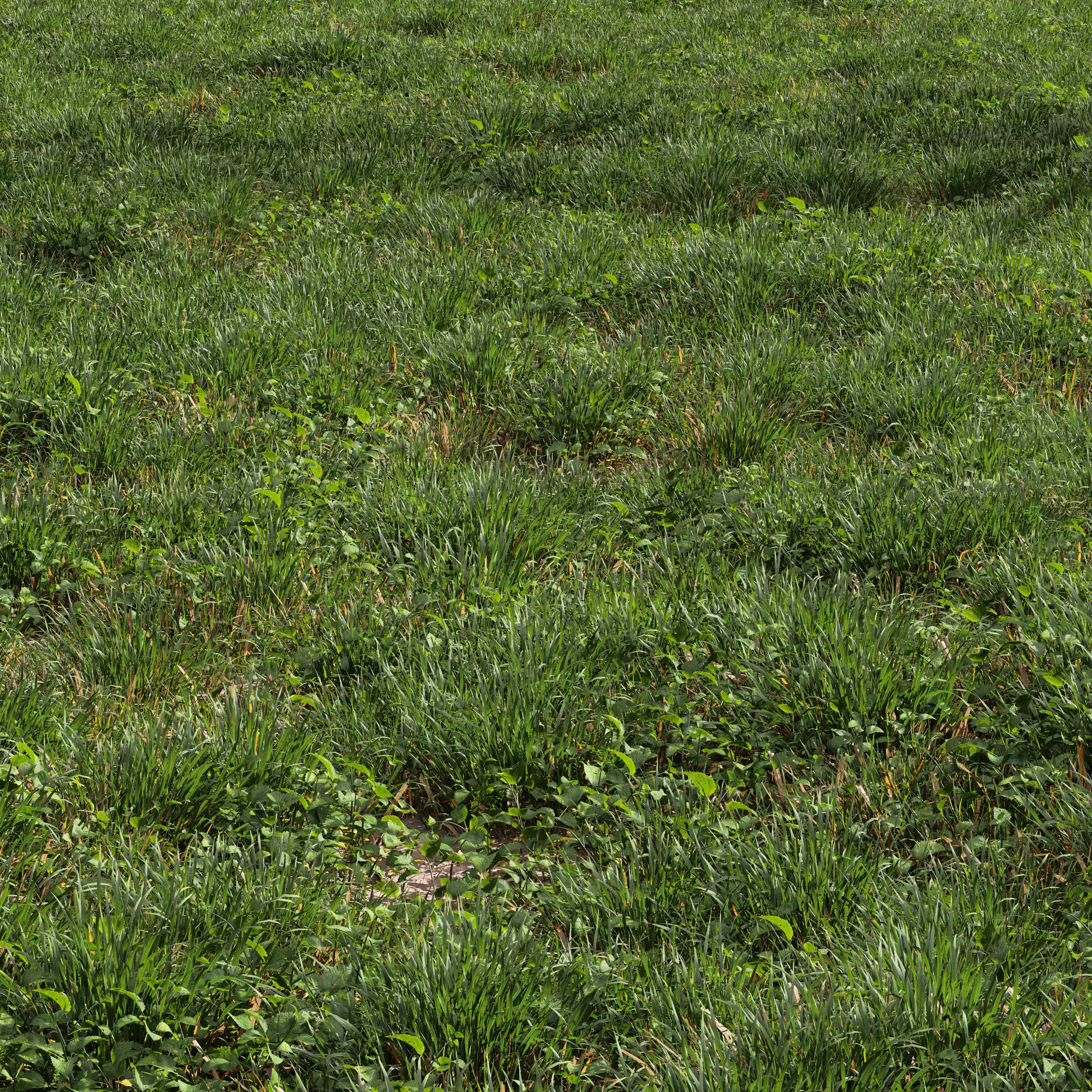 Meadow Lawn Grassland Set 008 3D model_0