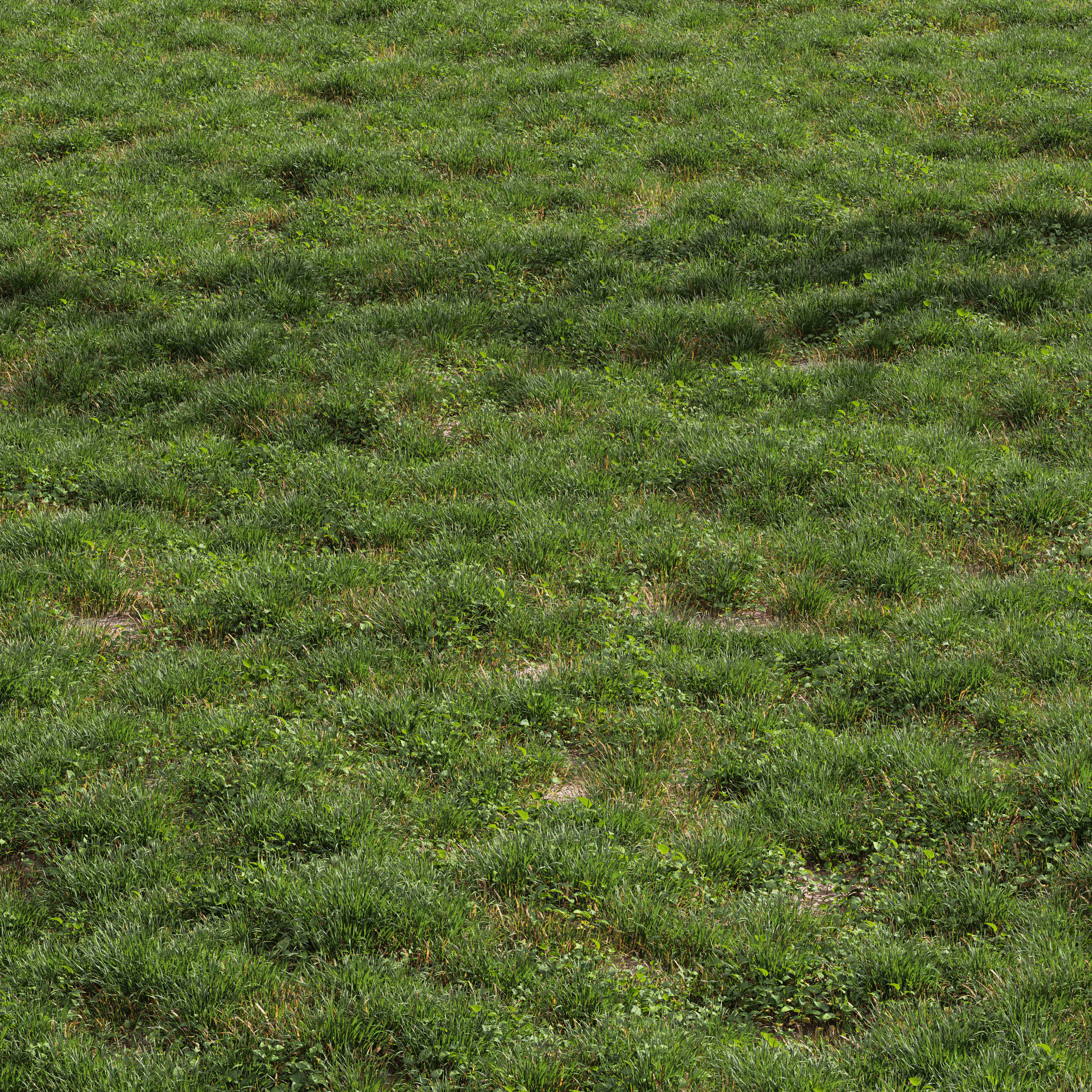 Meadow Lawn Grassland Set 008 3D model_1