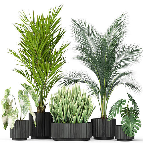 Plants collection 585 3D model