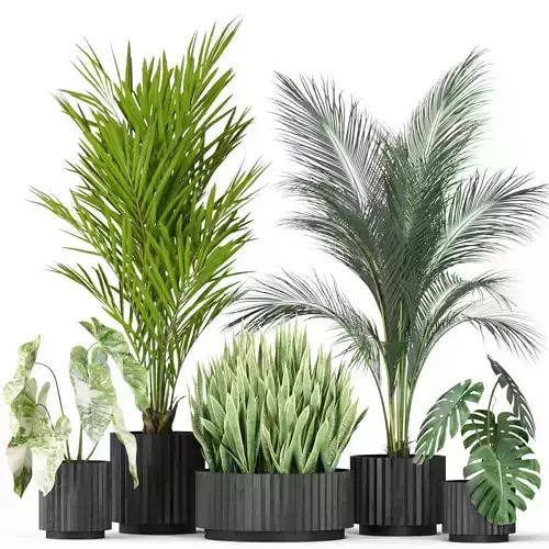 Plants collection 585