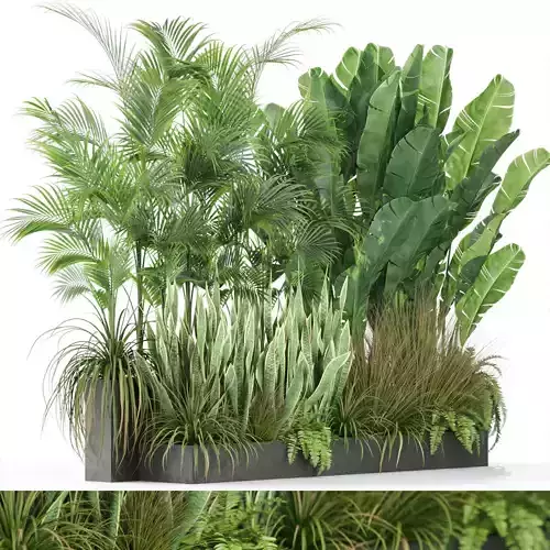 Plants collection 586 3D model