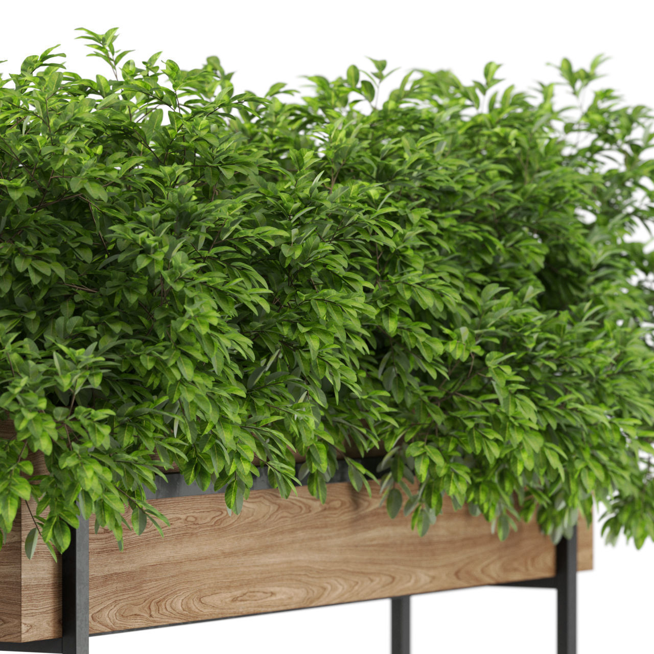 Plants collection 588 3D model_2