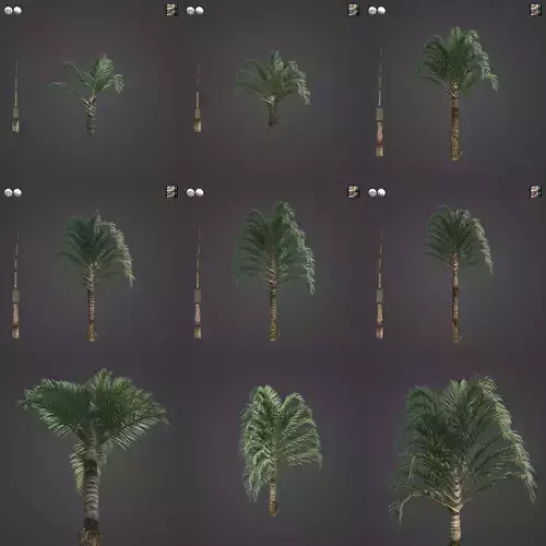2021 PBR Triangle Palm Collection - Neodypsis Decaryi 