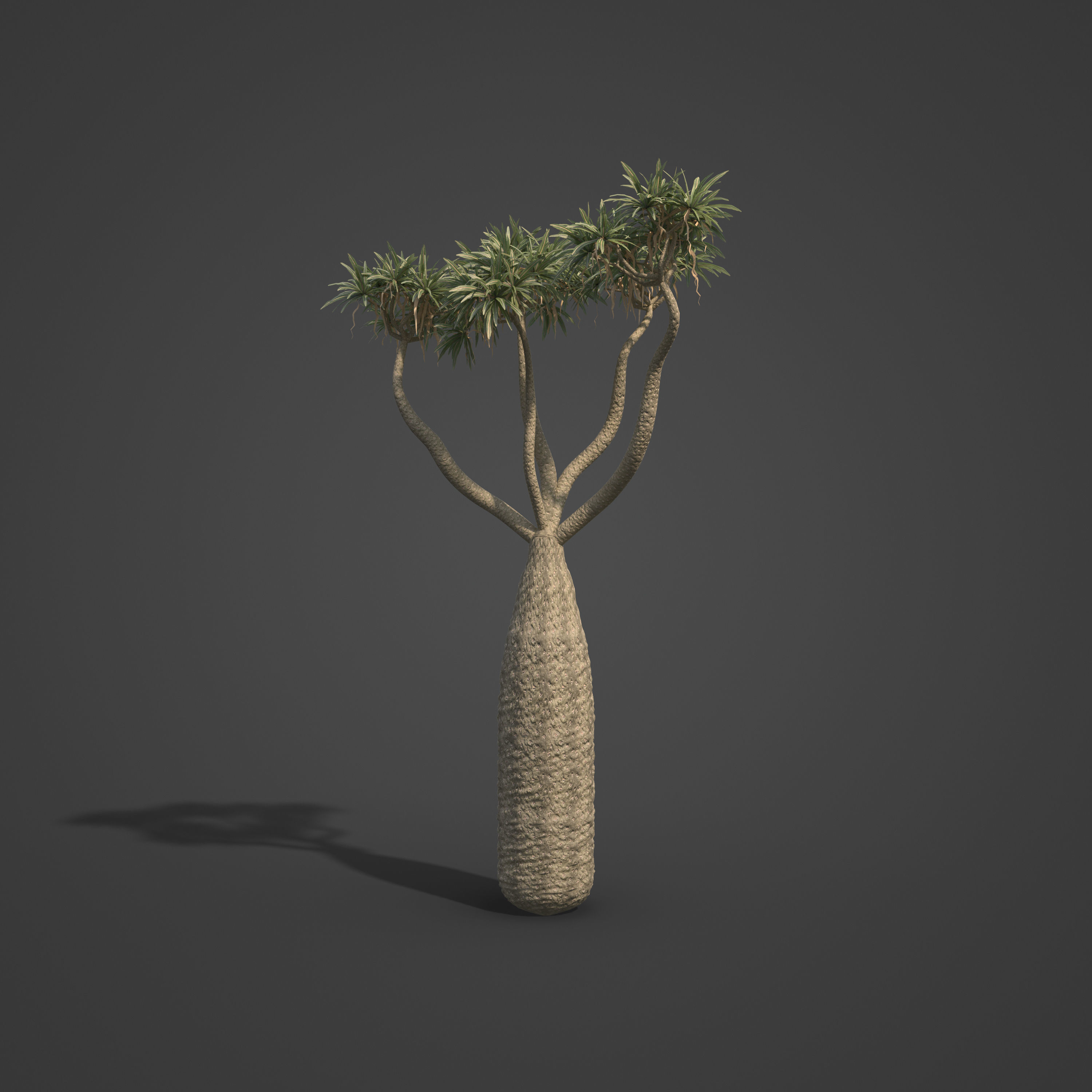 2021 PBR Large Bottle Tree Collection - Pachypodium Geayi 3D model_4