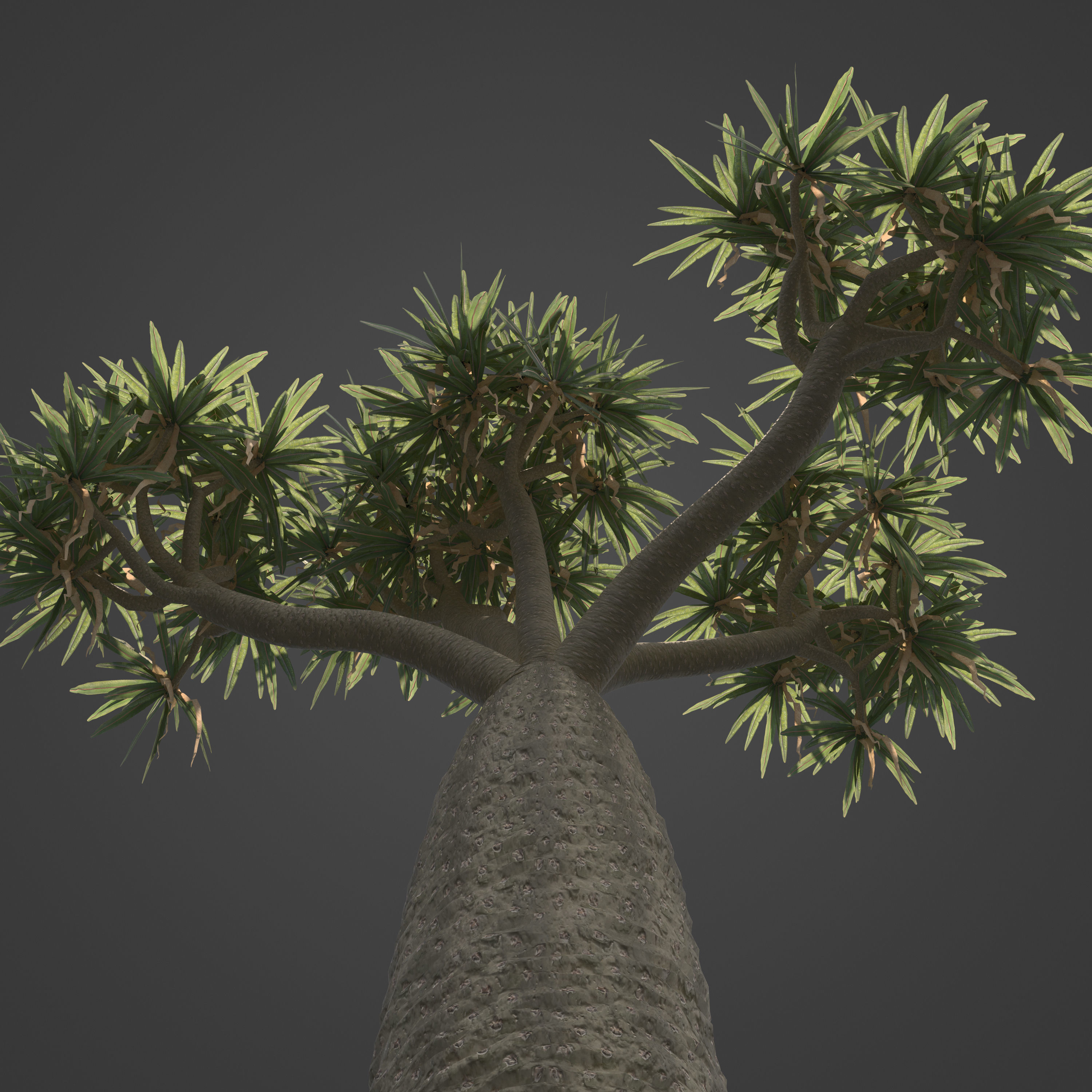 2021 PBR Large Bottle Tree Collection - Pachypodium Geayi 3D model_6
