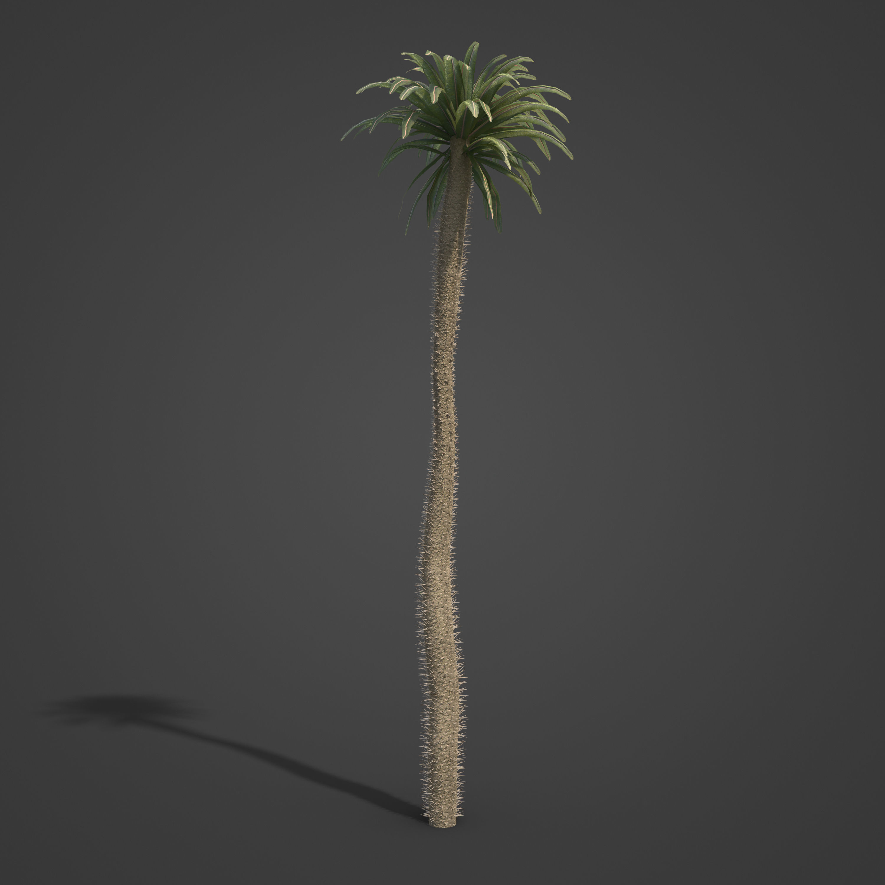 2021 PBR Large Bottle Tree Collection - Pachypodium Geayi 3D model_3