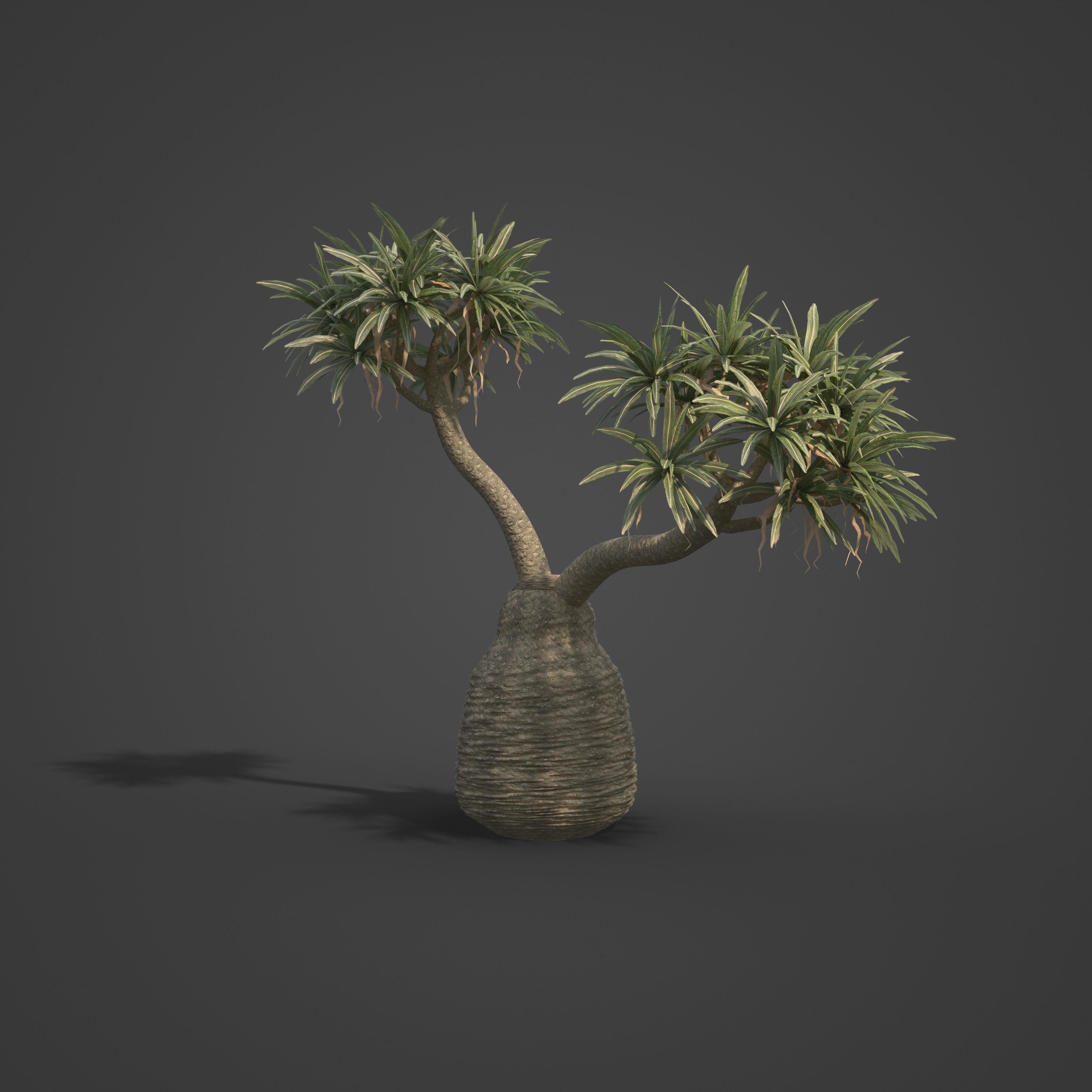 2021 PBR Large Bottle Tree Collection - Pachypodium Geayi 3D model_5