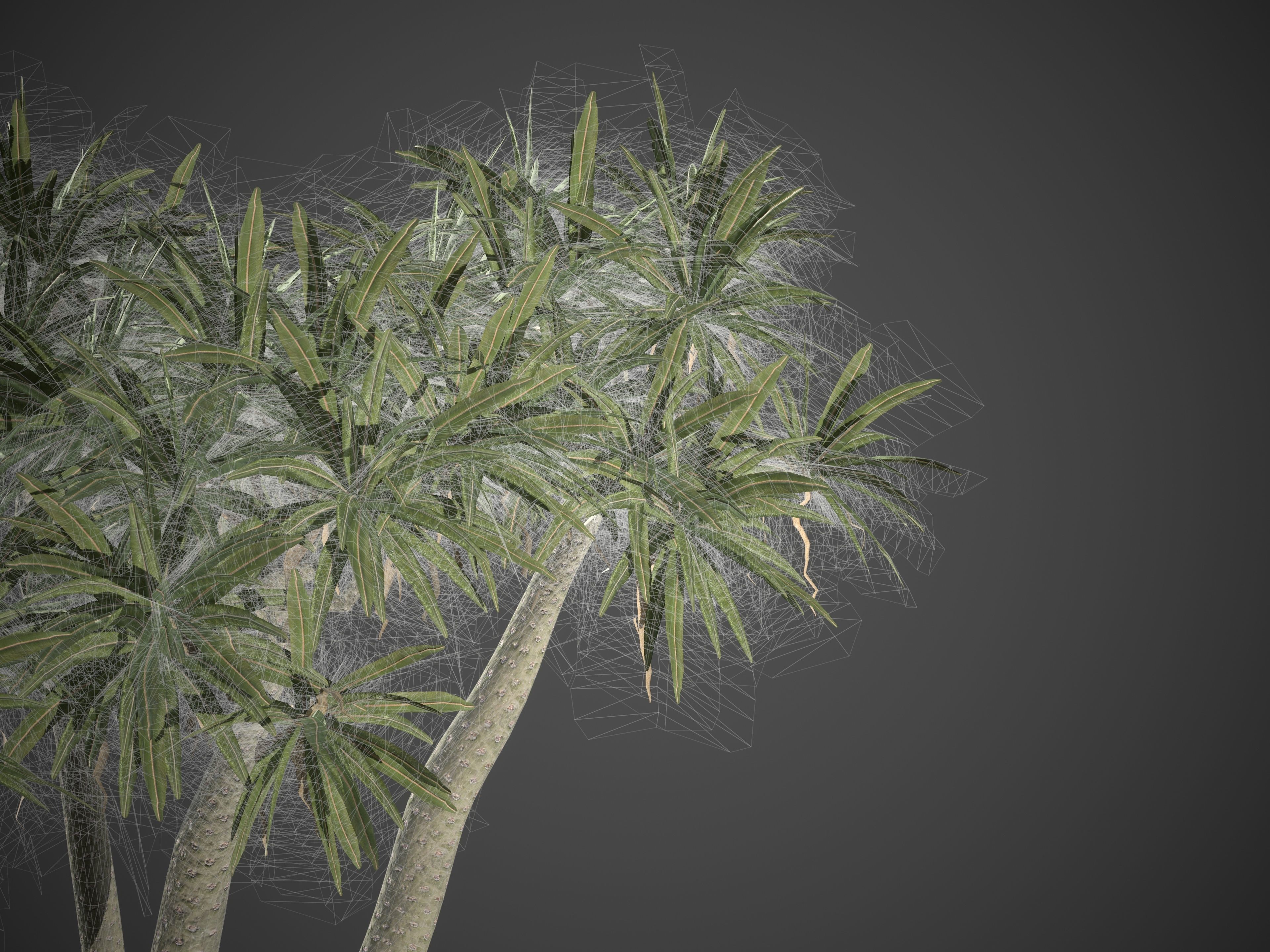 2021 PBR Large Bottle Tree Collection - Pachypodium Geayi 3D model_8