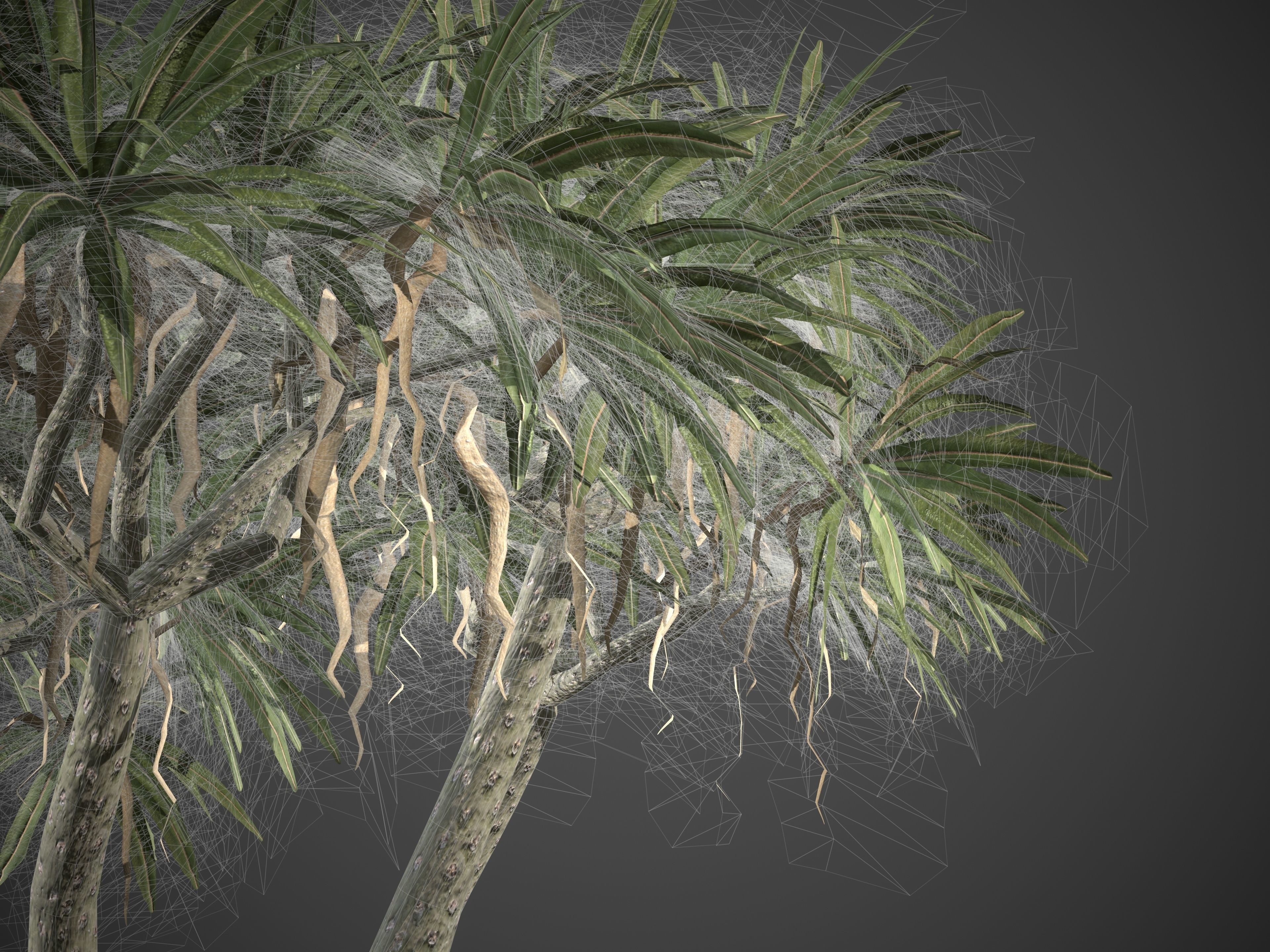 2021 PBR Large Bottle Tree Collection - Pachypodium Geayi 3D model_9