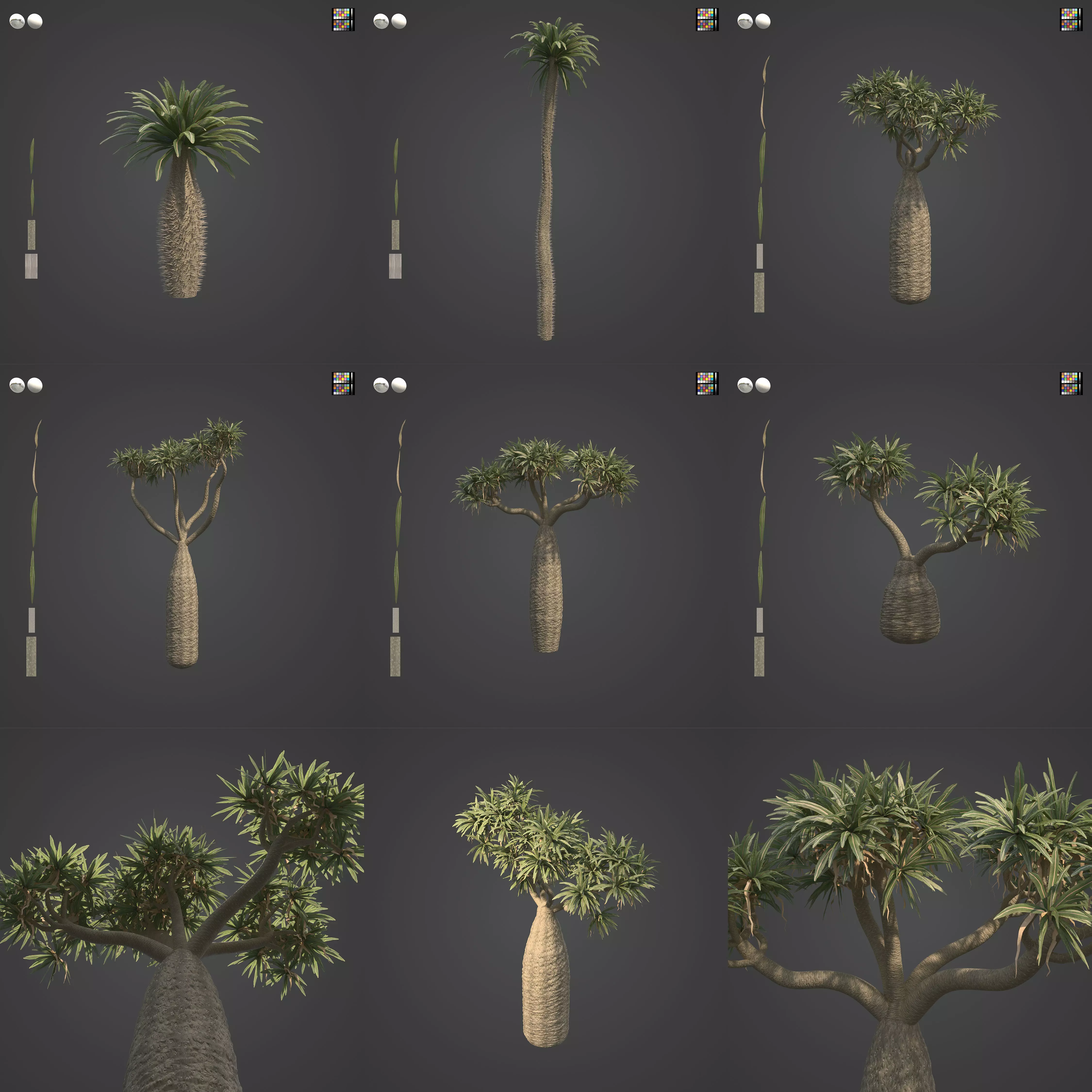 2021 PBR Large Bottle Tree Collection - Pachypodium Geayi 3D model_0