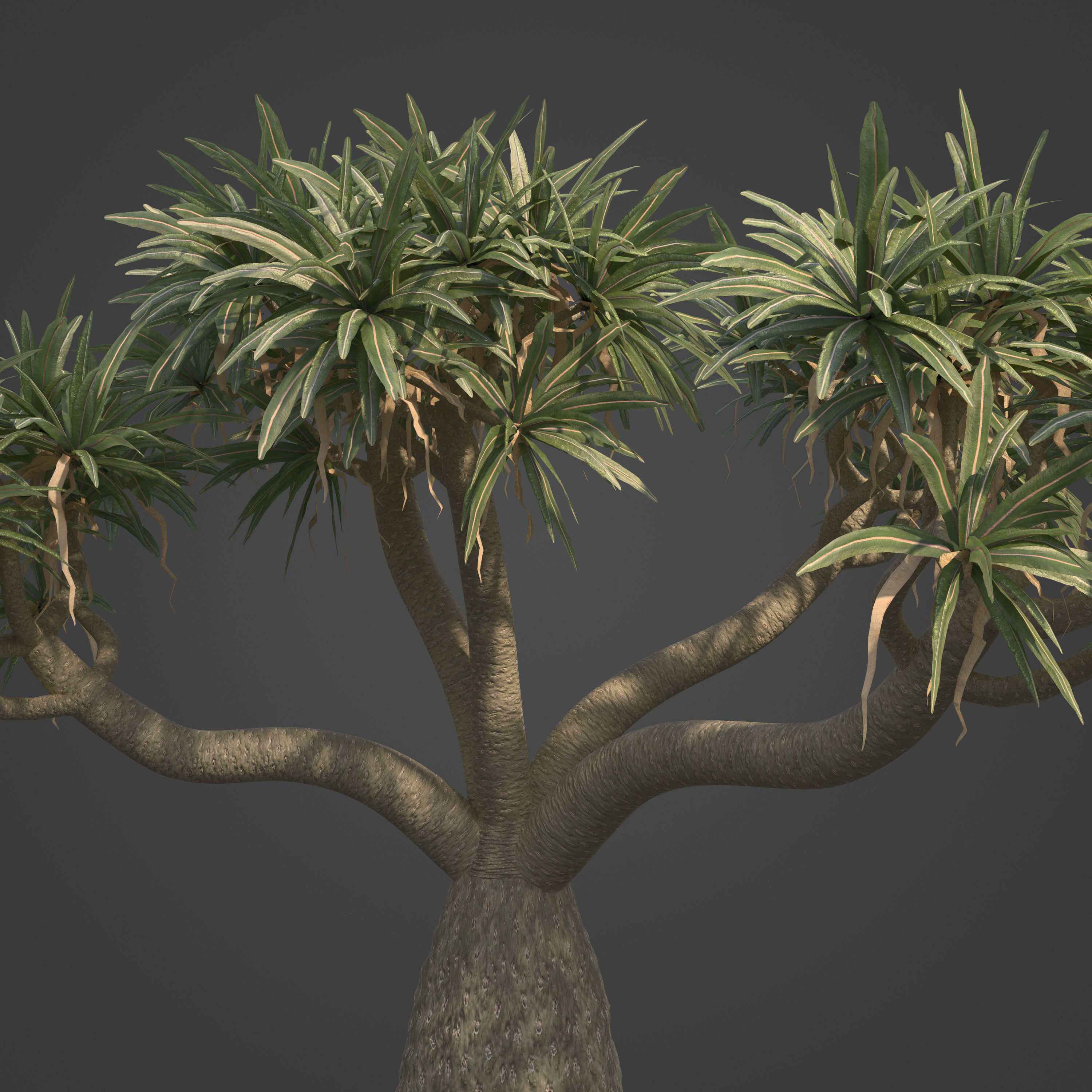 2021 PBR Large Bottle Tree Collection - Pachypodium Geayi 3D model_7
