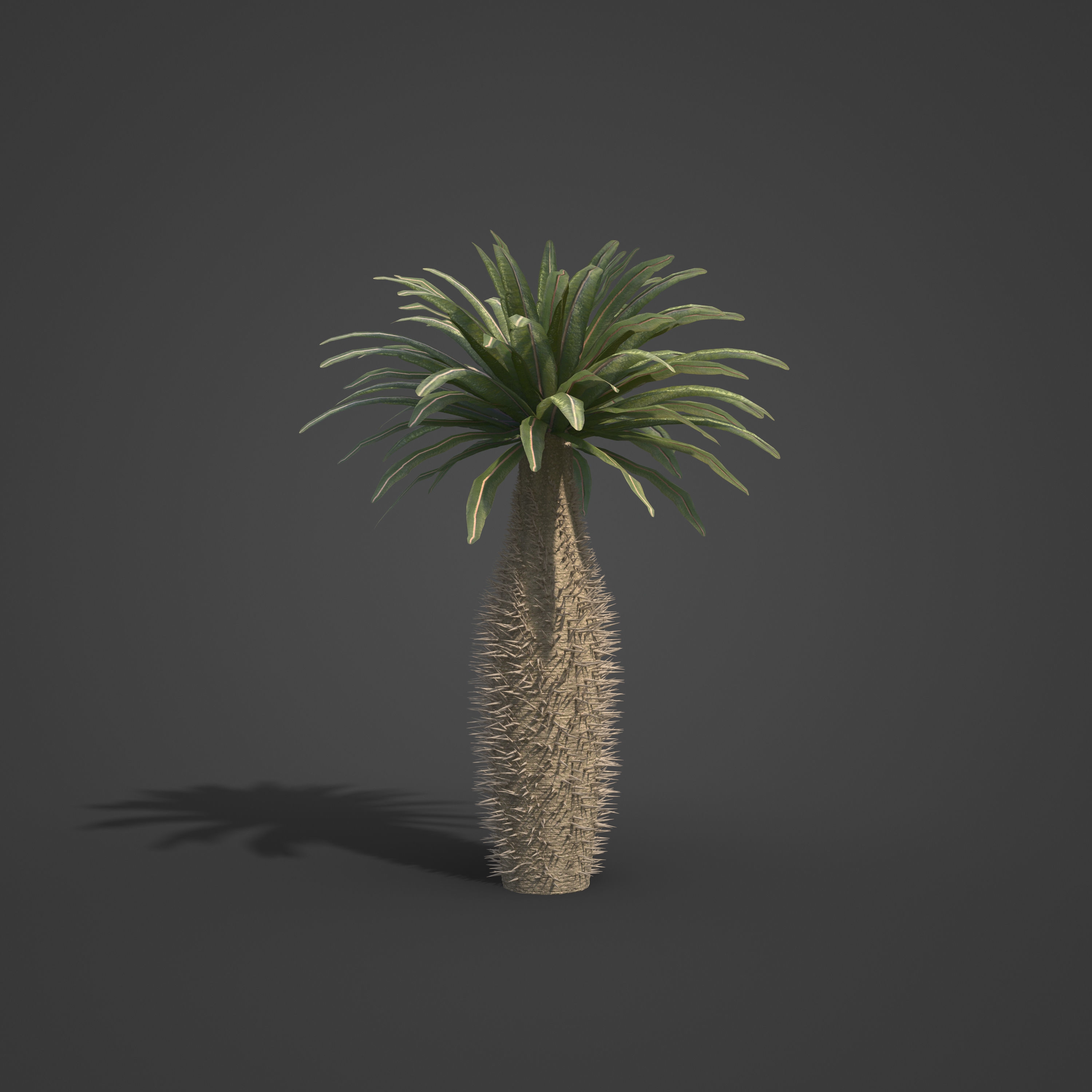 2021 PBR Large Bottle Tree Collection - Pachypodium Geayi 3D model_2