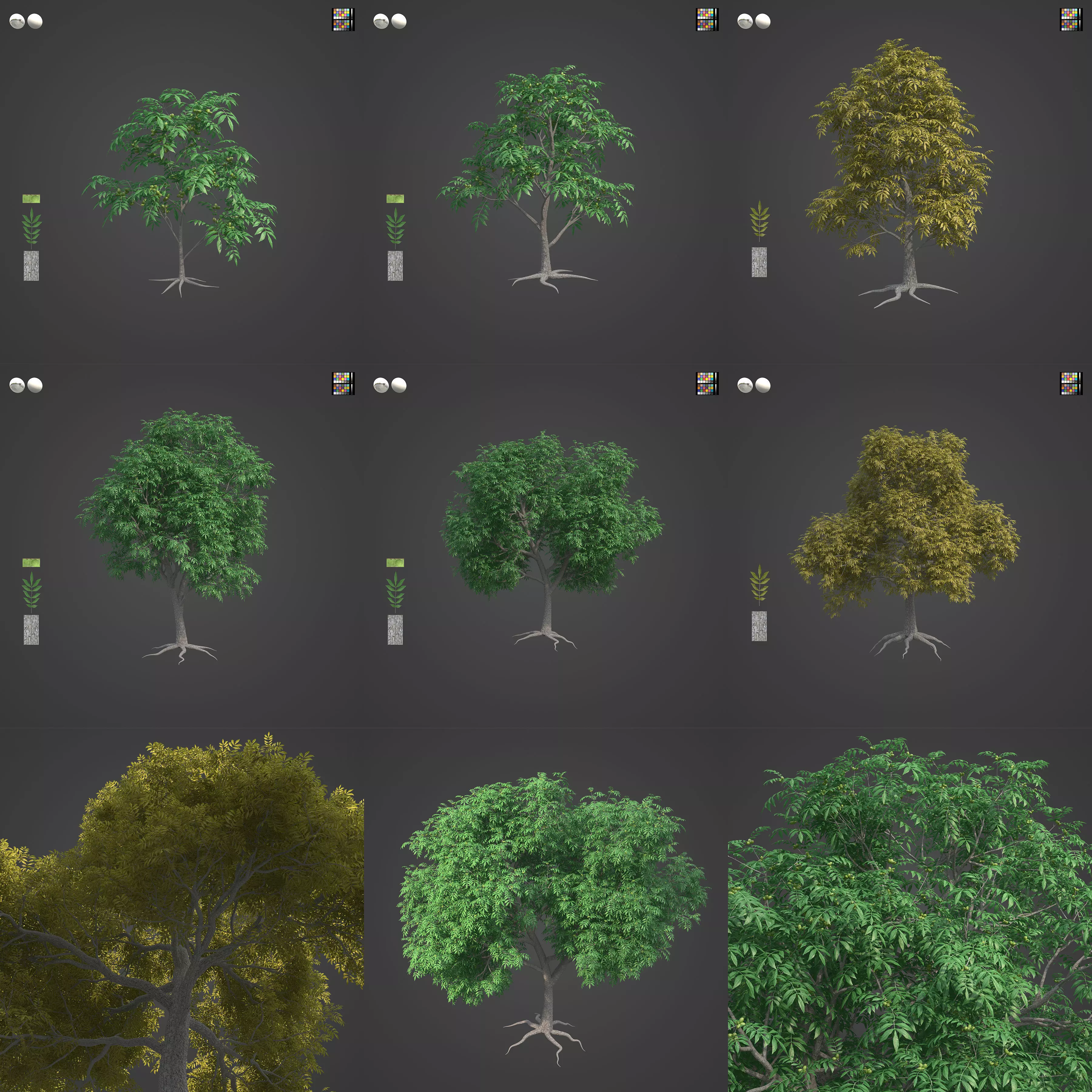 2021 PBR Pecan Tree Collection - Carya Illinoensis 3D model_0