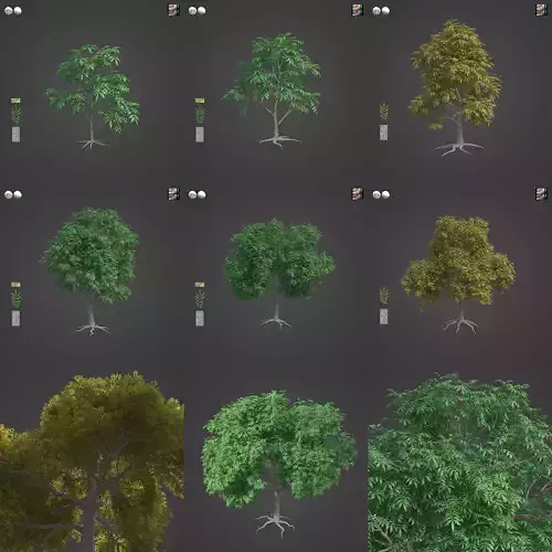 2021 PBR Pecan Tree Collection - Carya Illinoensis  3D model