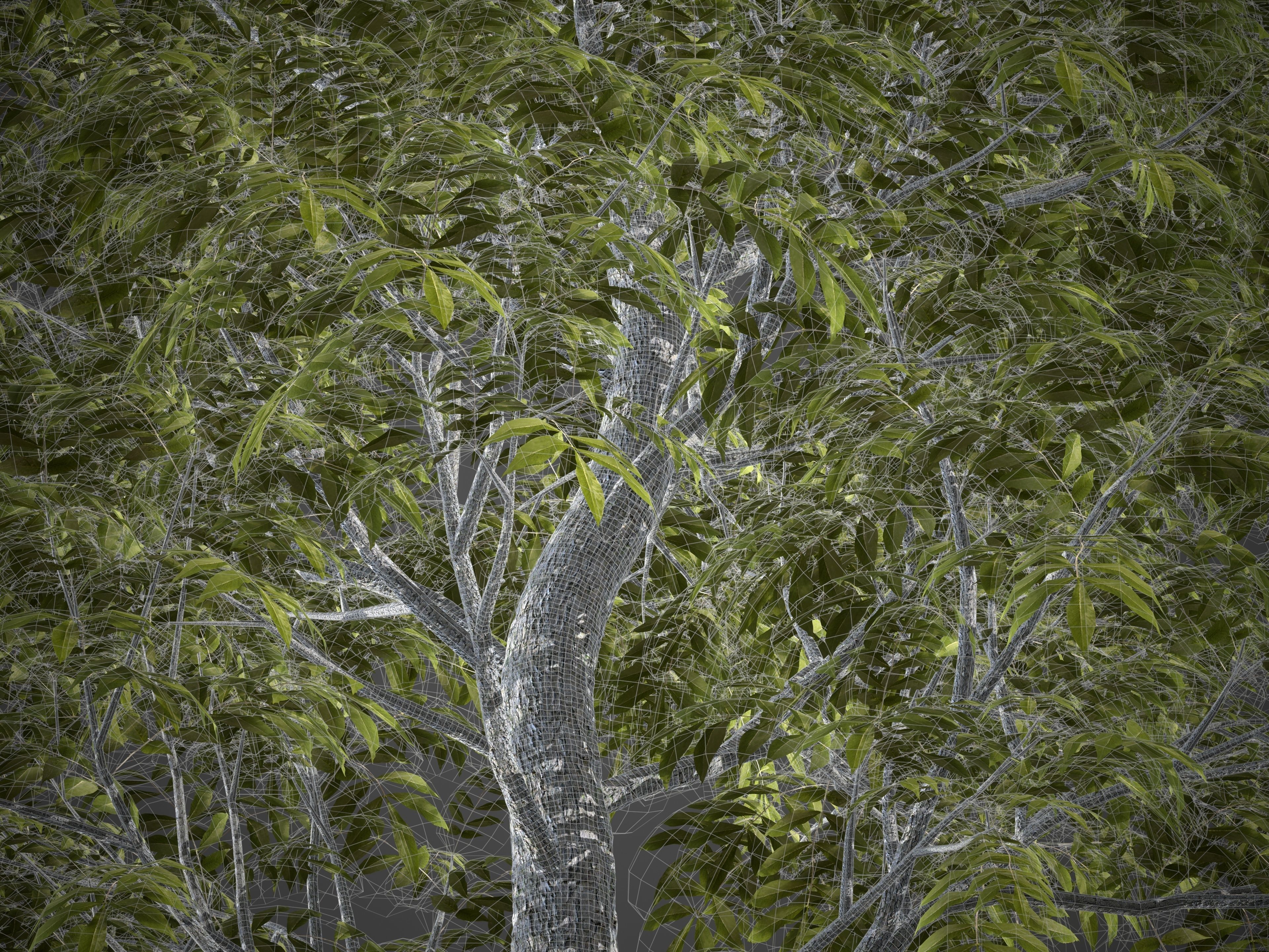 2021 PBR Pecan Tree Collection - Carya Illinoensis 3D model_8
