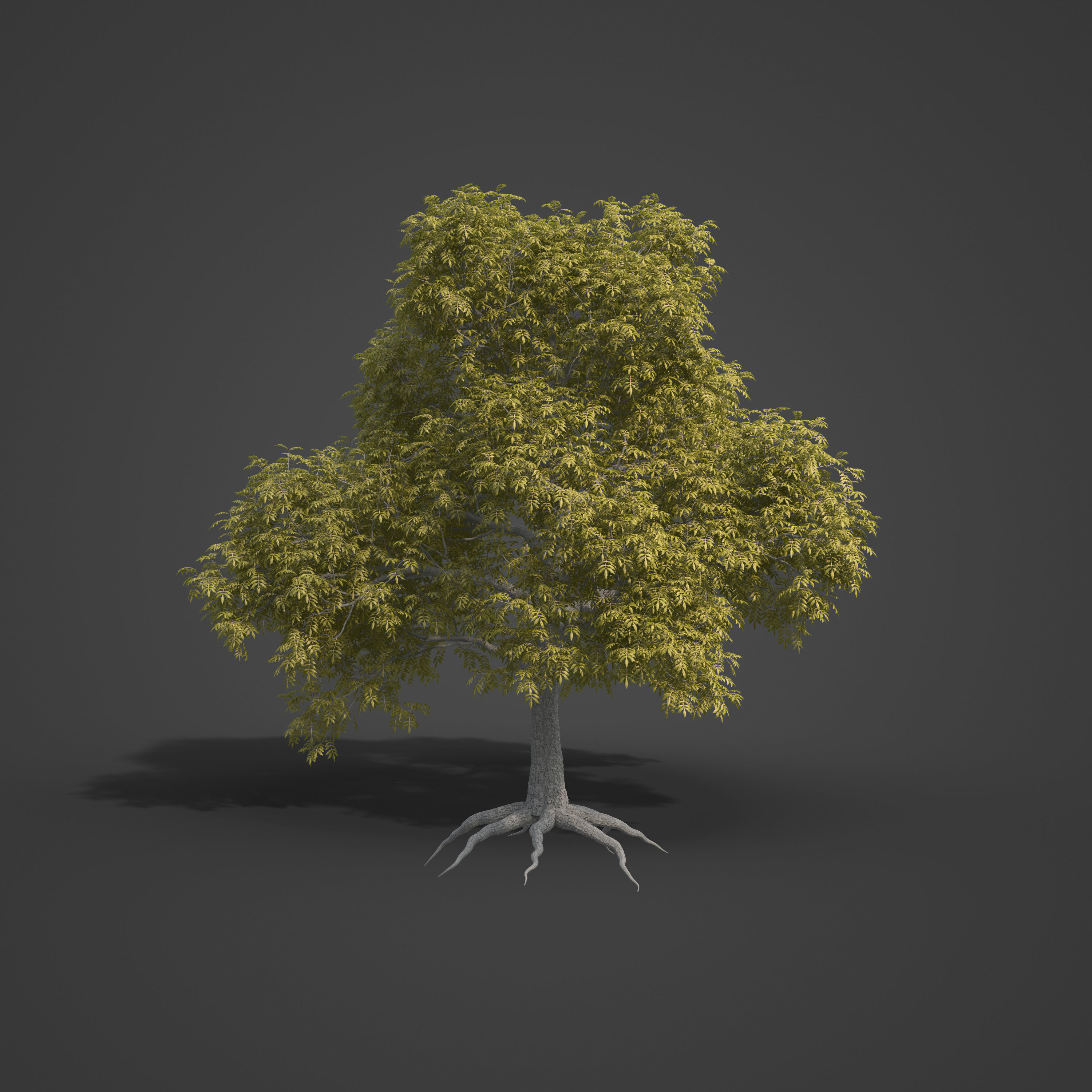 2021 PBR Pecan Tree Collection - Carya Illinoensis 3D model_5