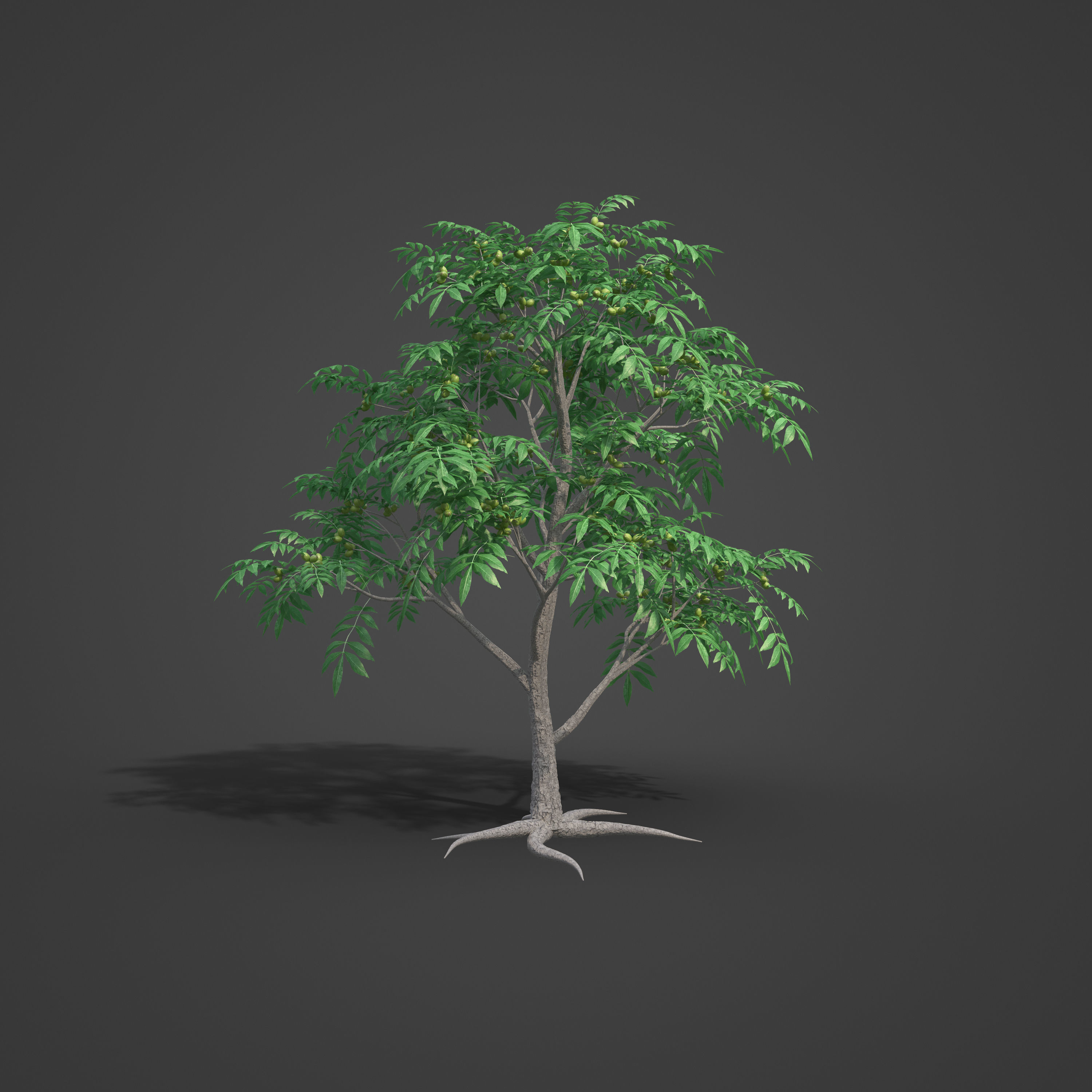 2021 PBR Pecan Tree Collection - Carya Illinoensis 3D model_3