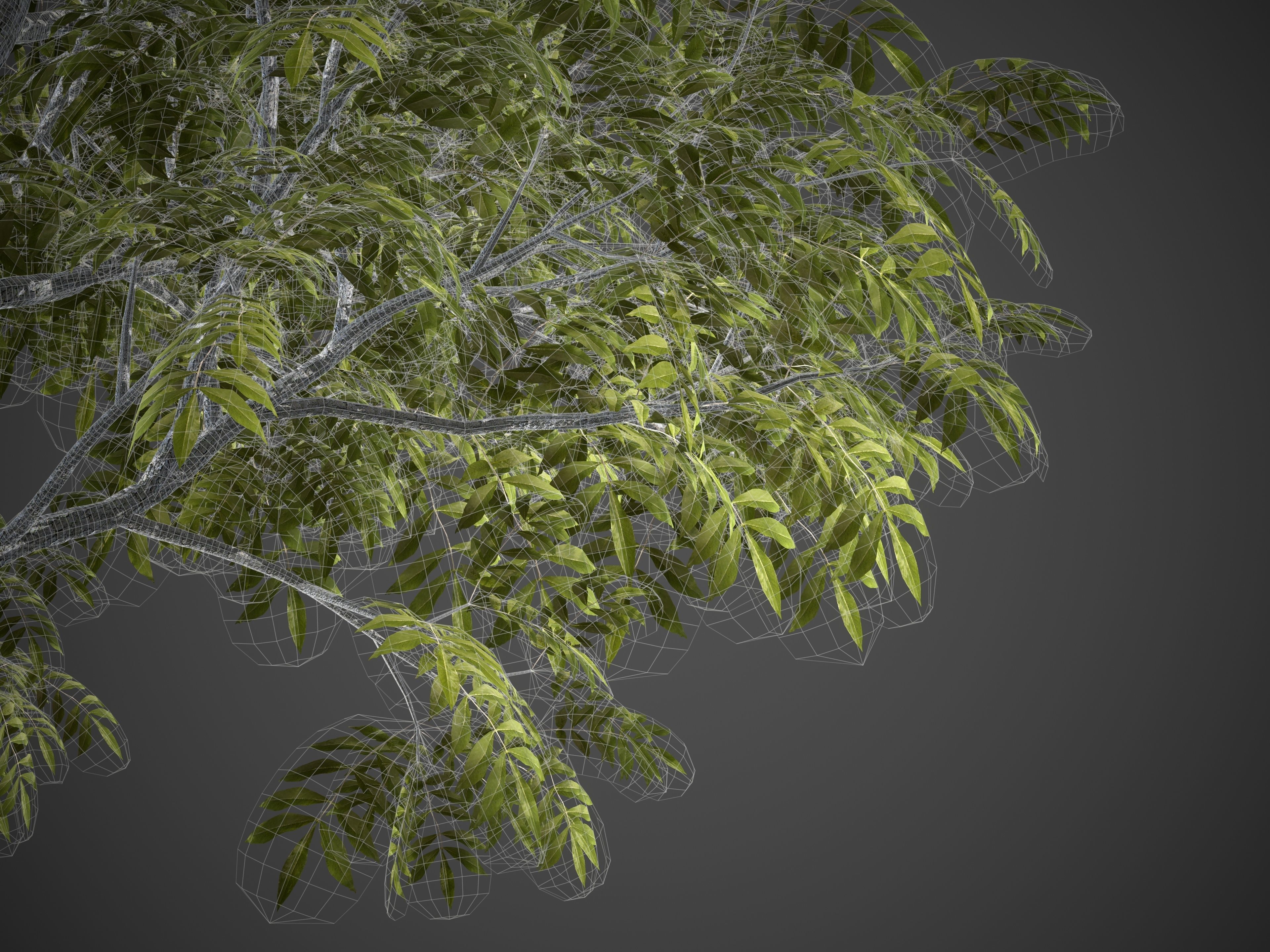 2021 PBR Pecan Tree Collection - Carya Illinoensis 3D model_9