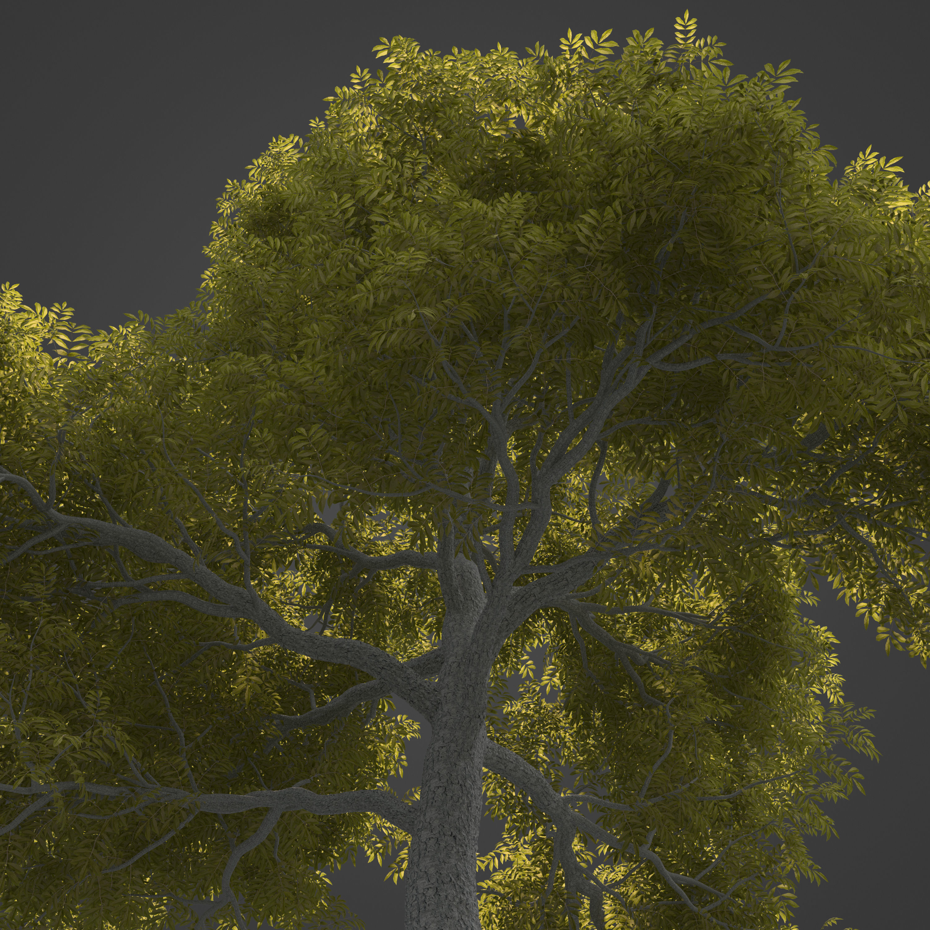 2021 PBR Pecan Tree Collection - Carya Illinoensis 3D model_6