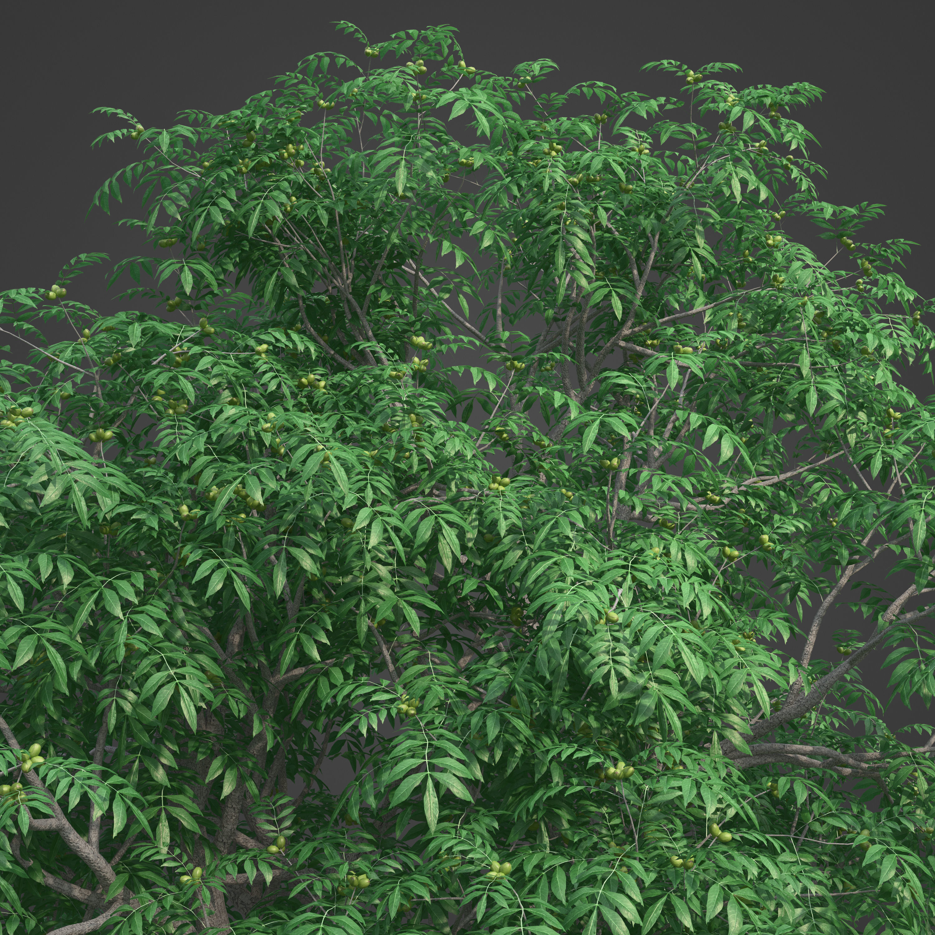 2021 PBR Pecan Tree Collection - Carya Illinoensis 3D model_7