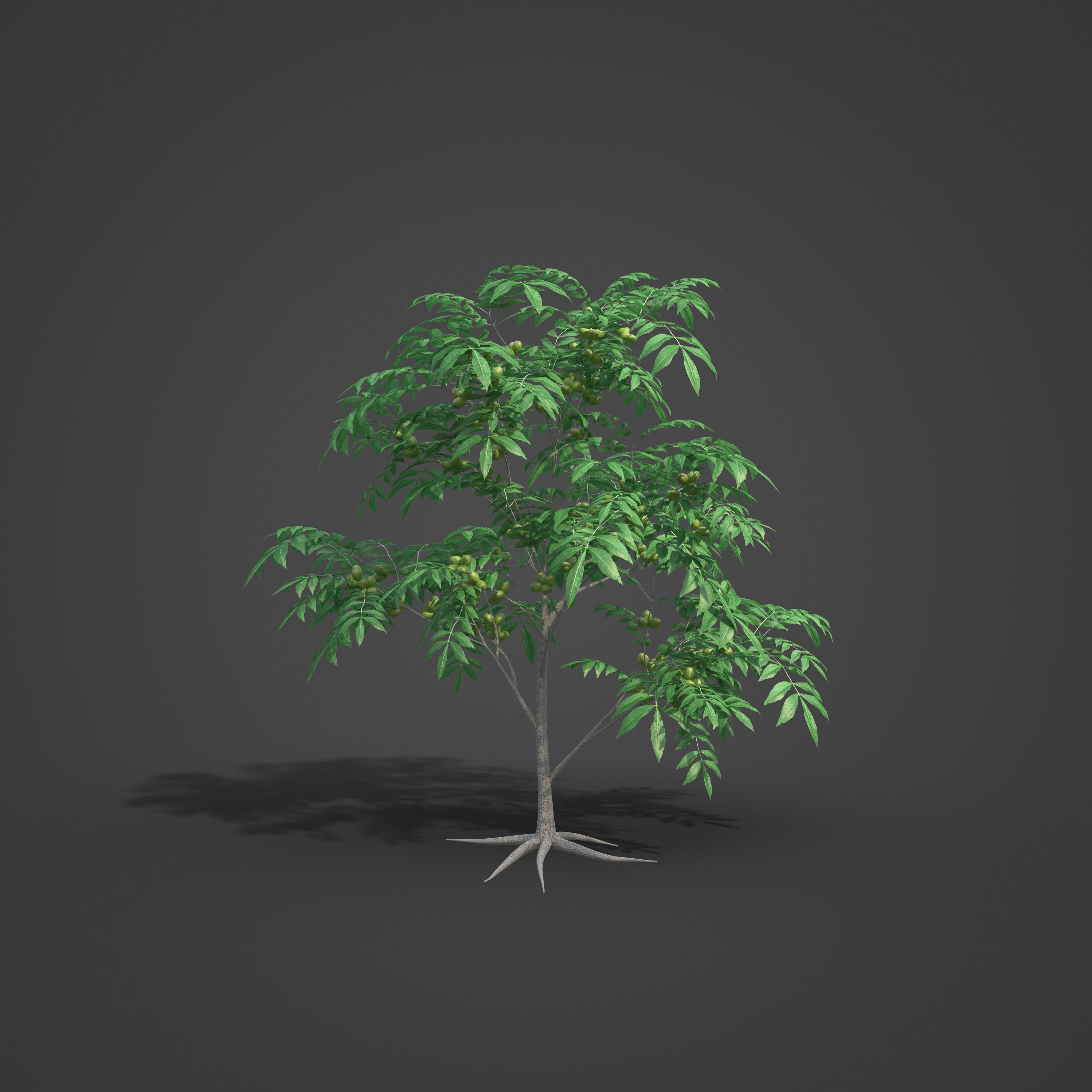 2021 PBR Pecan Tree Collection - Carya Illinoensis 3D model_2