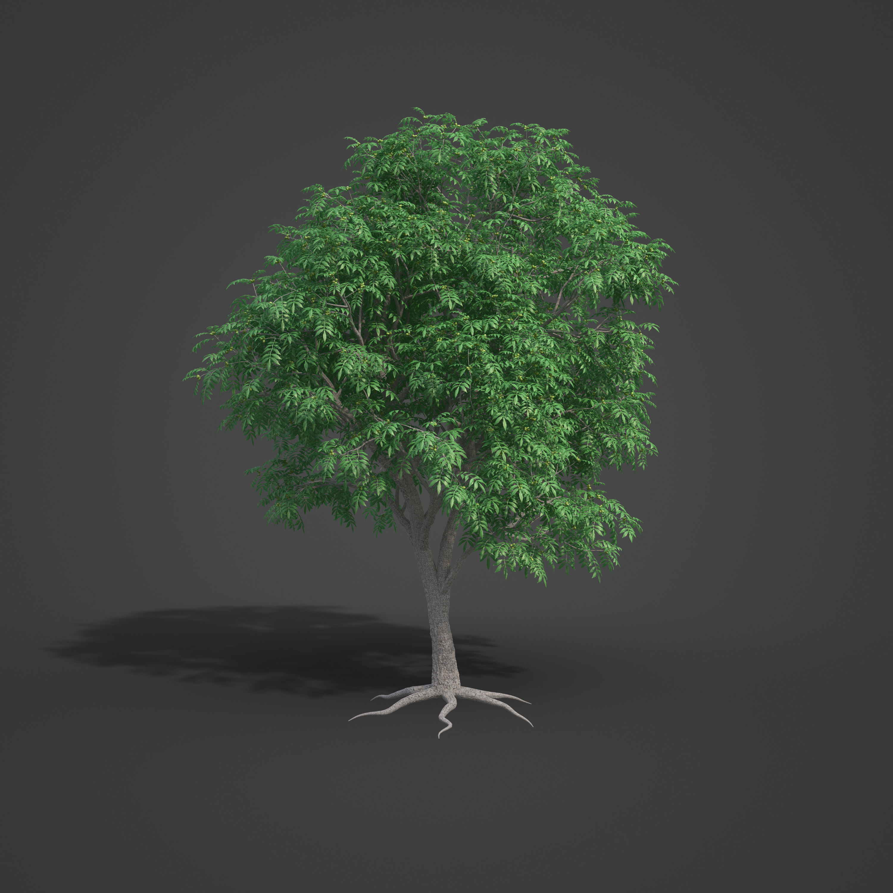 2021 PBR Pecan Tree Collection - Carya Illinoensis 3D model_4