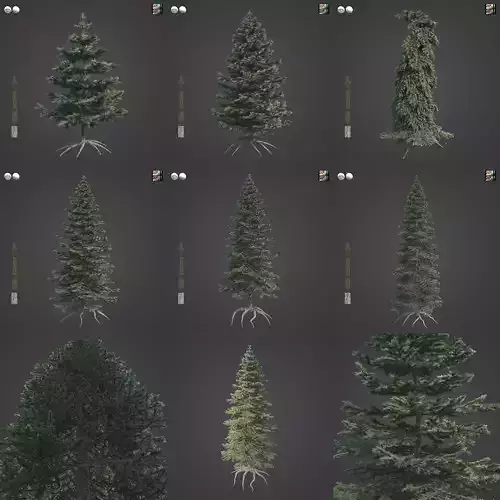 2021 PBR Colorado Spruce Collection - Picea Pungens 