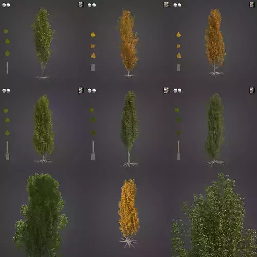 2021 PBR Lombardy Poplar Collection - Populus Nigra var Italica 