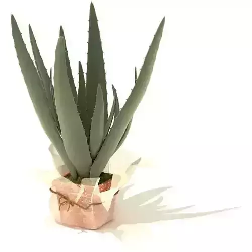 Green Potted Cactus 3D model