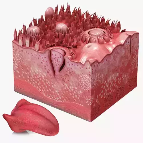Tongue with cross section Anatomy
