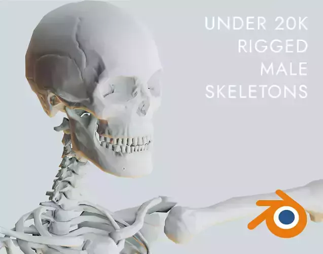 Low poly rigged male skeleton Low-poly 3D model