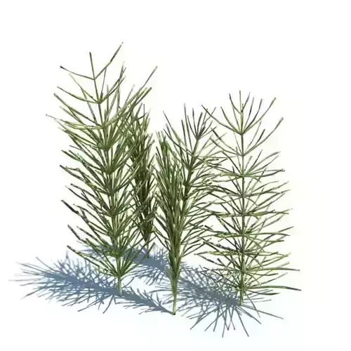 Equesetum Arvense Plant