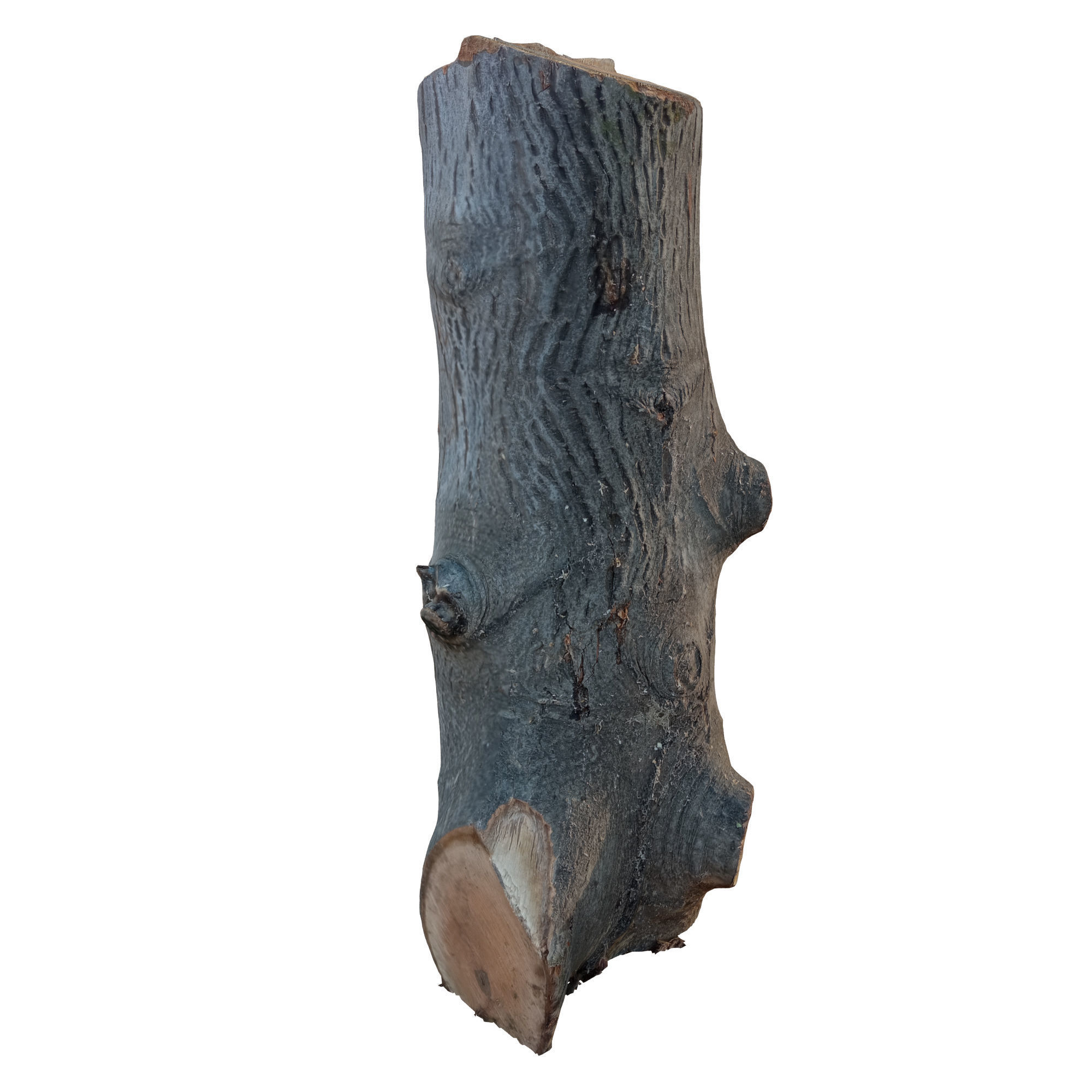trunk 45 3D model_3